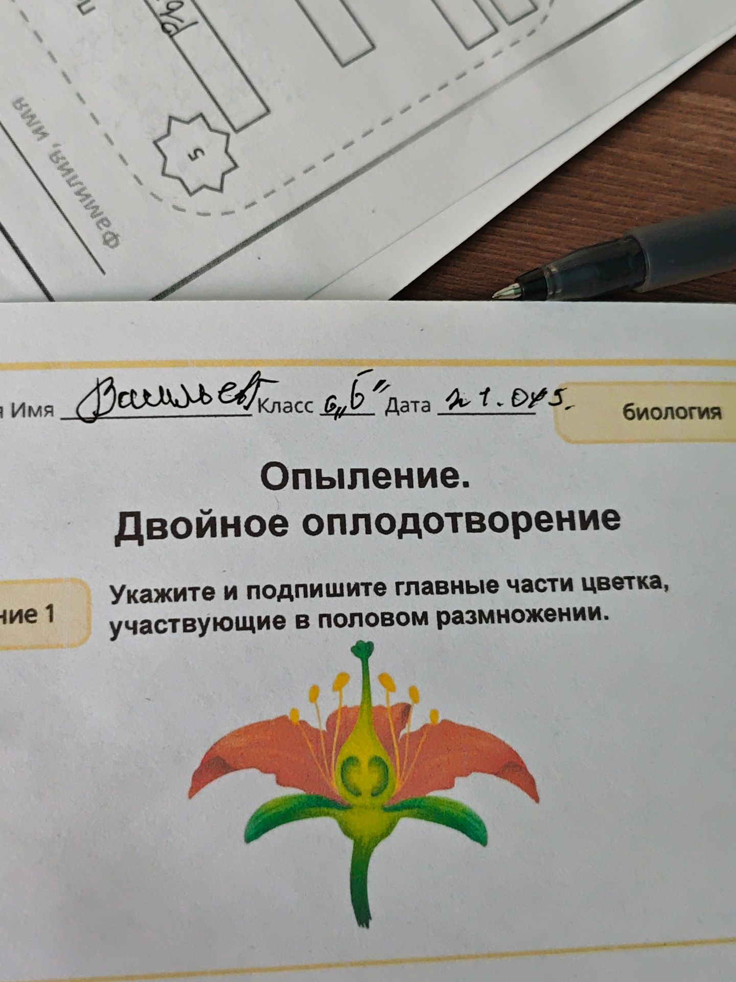 Фото задания: Укажите и подпишите главные части цветка, участвующие в половом размножении.