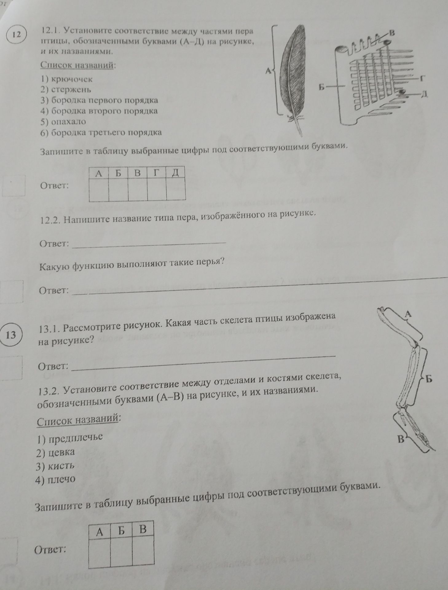 Фото задания: 13.2. Установите соответствие между отделами и костями скелета, обозначенными буквами (А–В) на рисунке, и их названиями.…