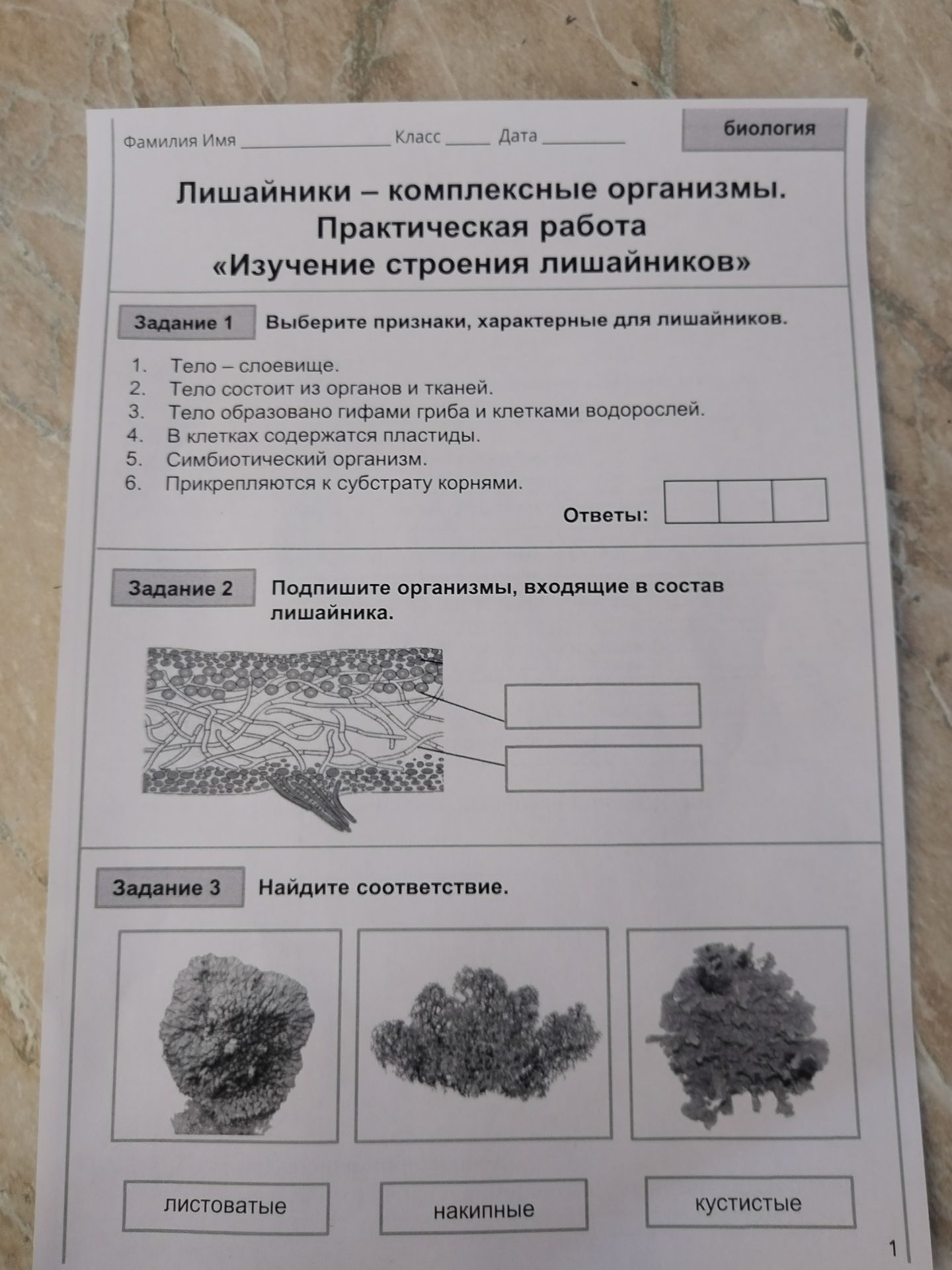 Фото задания: Задание 1 Выберите признаки, характерные для лишайников.