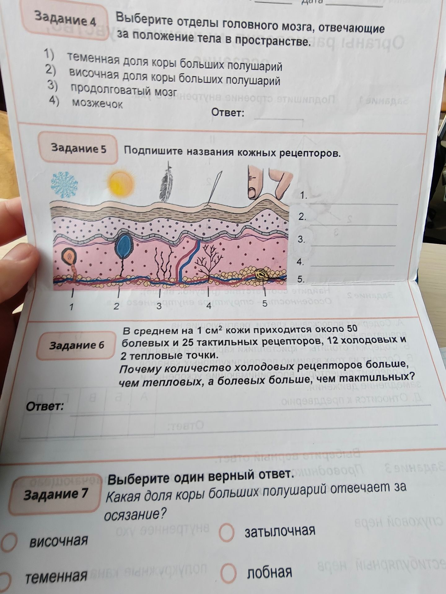 Фото задания: Задание 5: Подпишите названия кожных рецепторов.