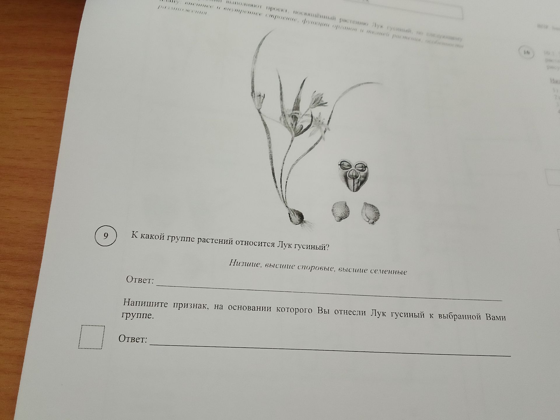Фото задания: К какой группе растений относится Лук гусиный? Низшие, высшие споровые, высшие семенные Ответ: Напишите признак, на основании…