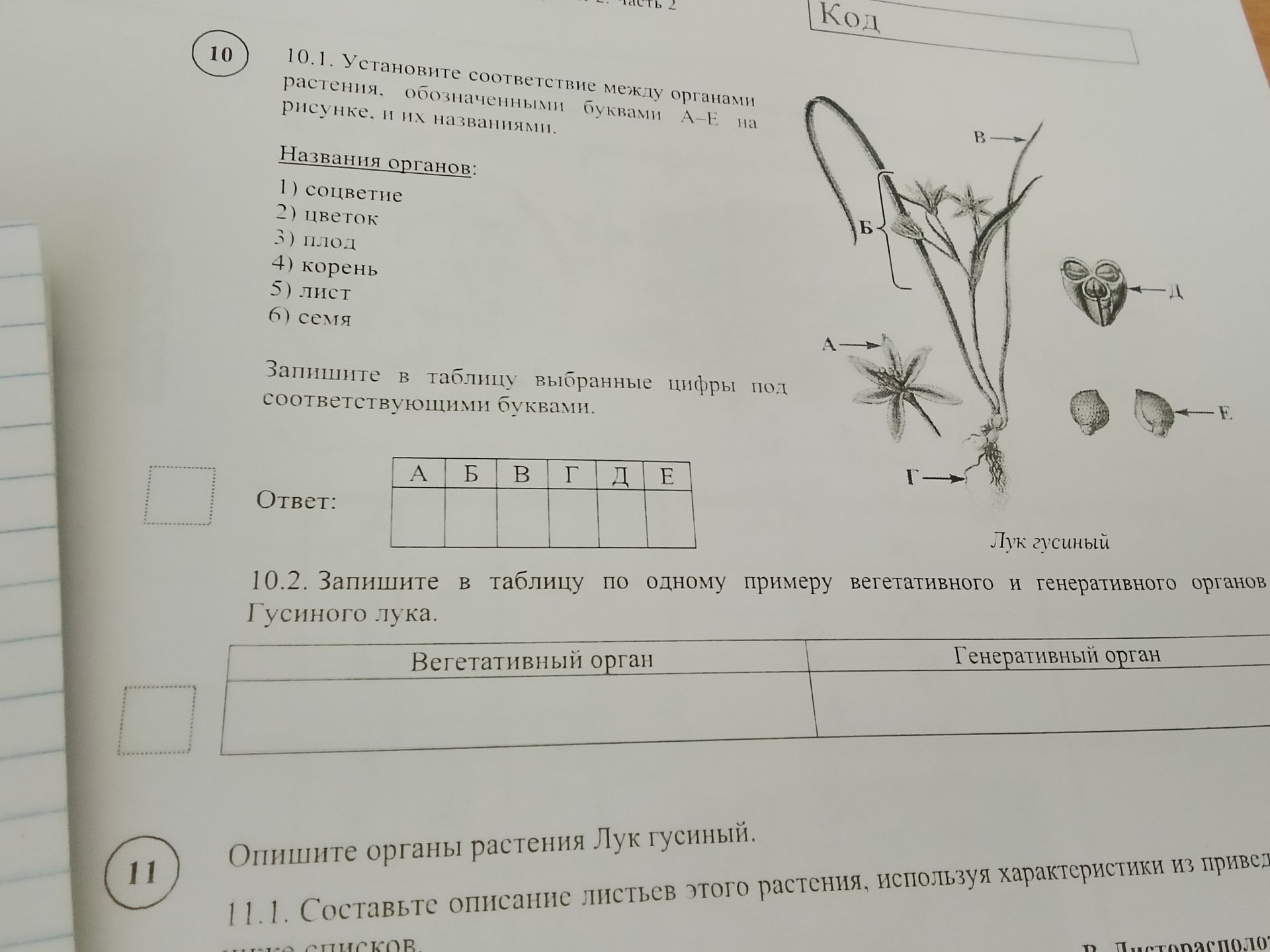 Фото задания: Опишите органы растения Лук гусиный. 11.1. Составьте описание листьев этого растения, используя характеристики из приведенных…