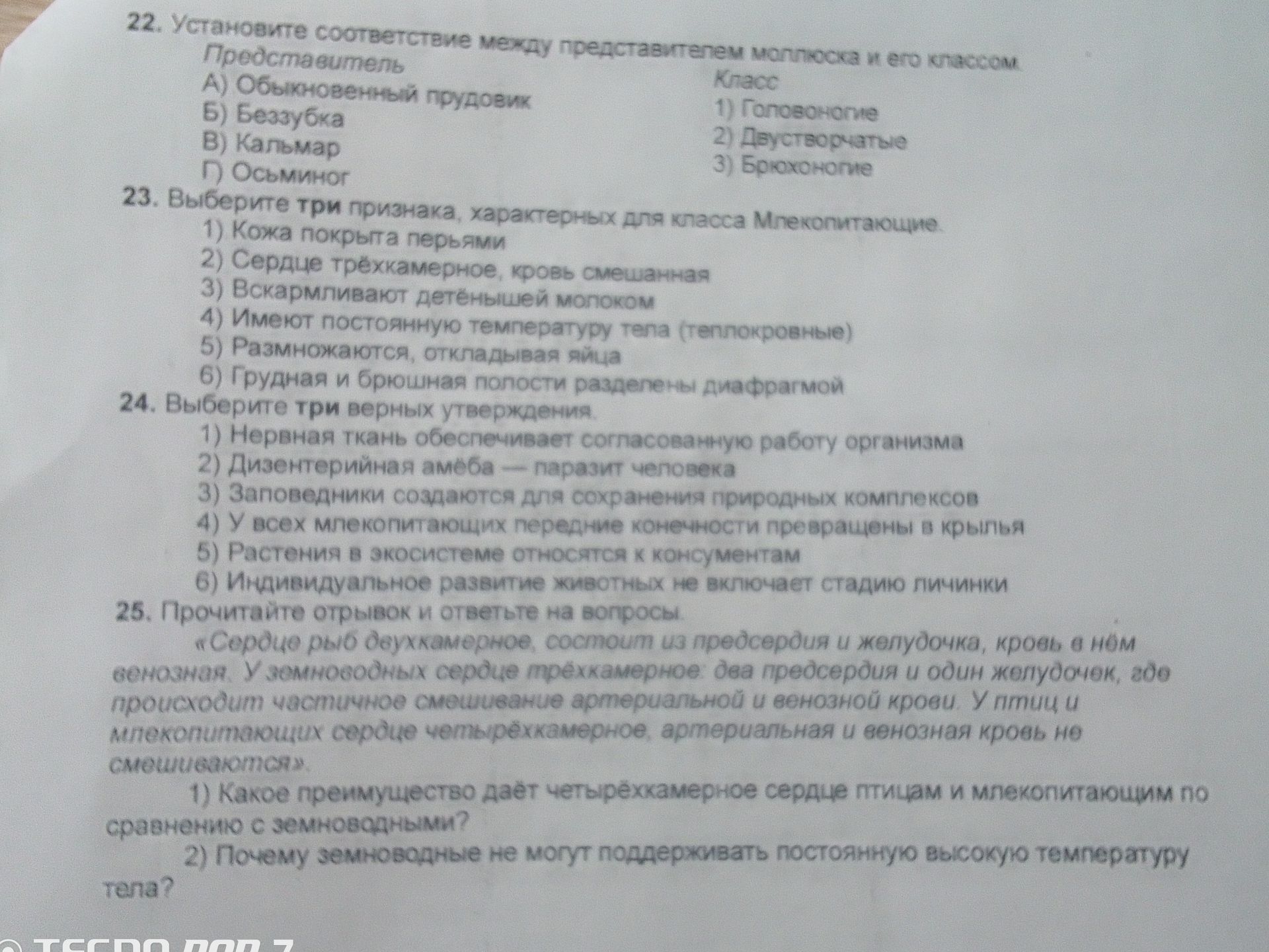 Фото задания: 22. Установите соответствие между представителем моллюска и его классом.