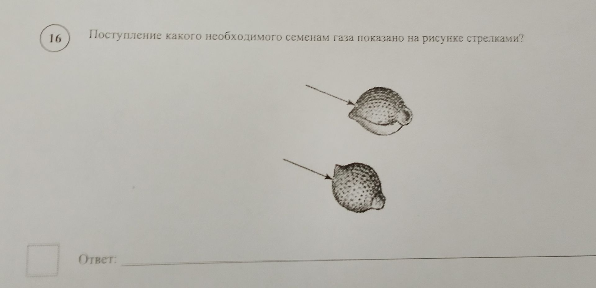 Фото задания: Поступление какого необходимого семенам газа показано на рисунке стрелками?