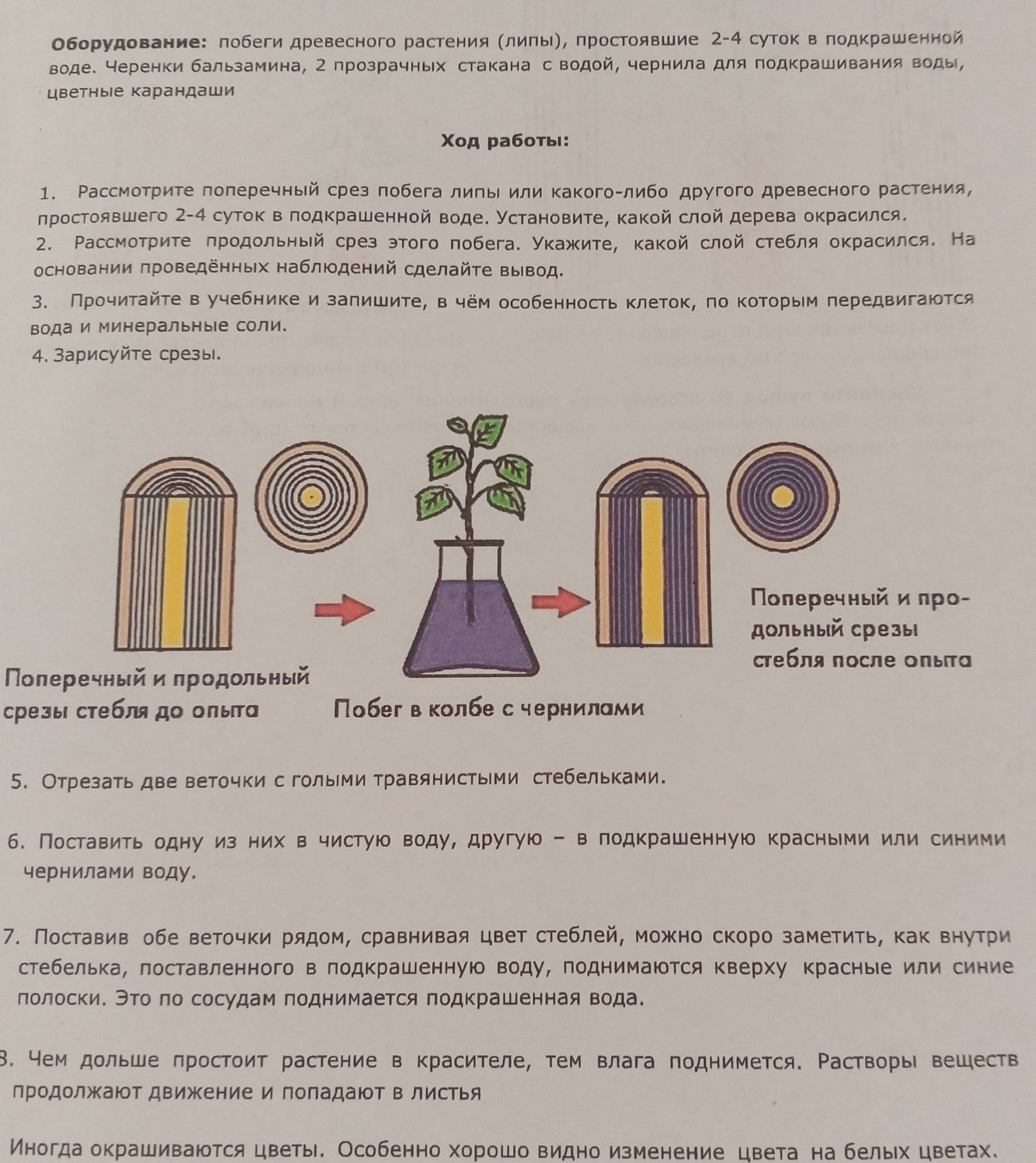 Фото задания: Оборудование: побеги древесного растения (липы), простоявшие 2-4 суток в подкрашенной воде. Черенки бальзамина, 2…