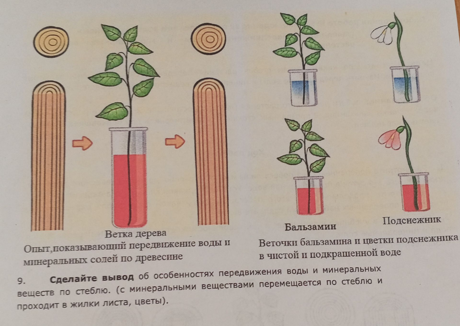 Фото задания: Ветка дерева, Опыт, показывающий передвижение воды и минеральных солей по древесине. Бальзамин, Веточки бальзамина и цветки…