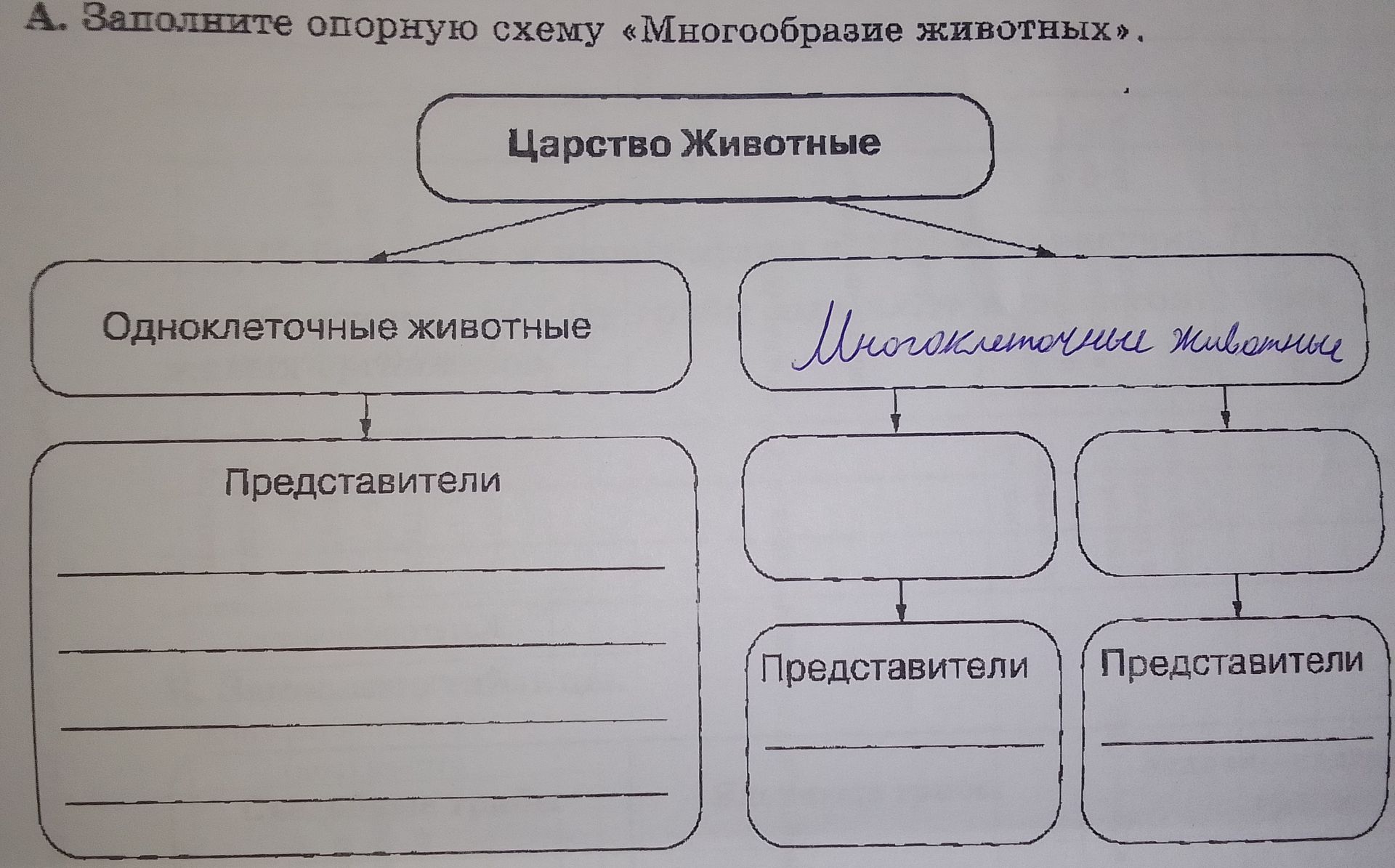 Фото задания: A. Заполните опорную схему «Многообразие животных».