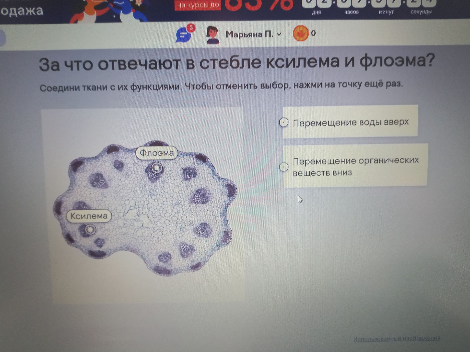 Фото задания: За что отвечают в стебле ксилема и флоэма?