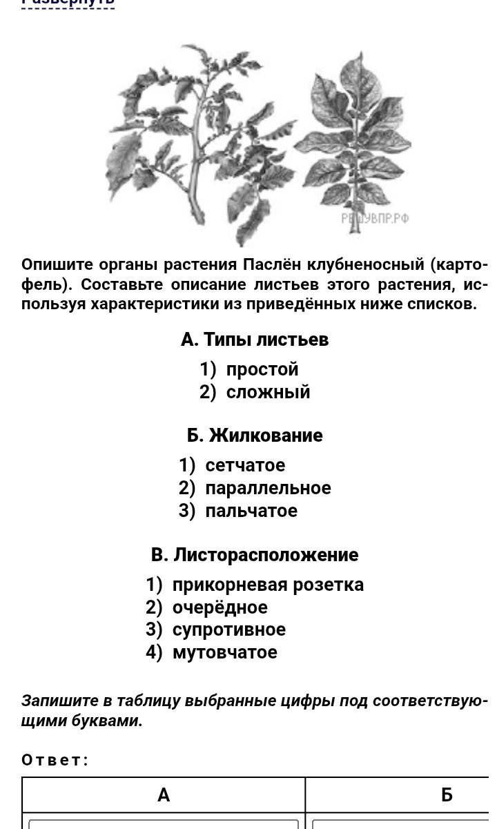 Фото задания: Опишите органы растения Паслён клубненосный (картофель). Составьте описание листьев этого растения, используя…