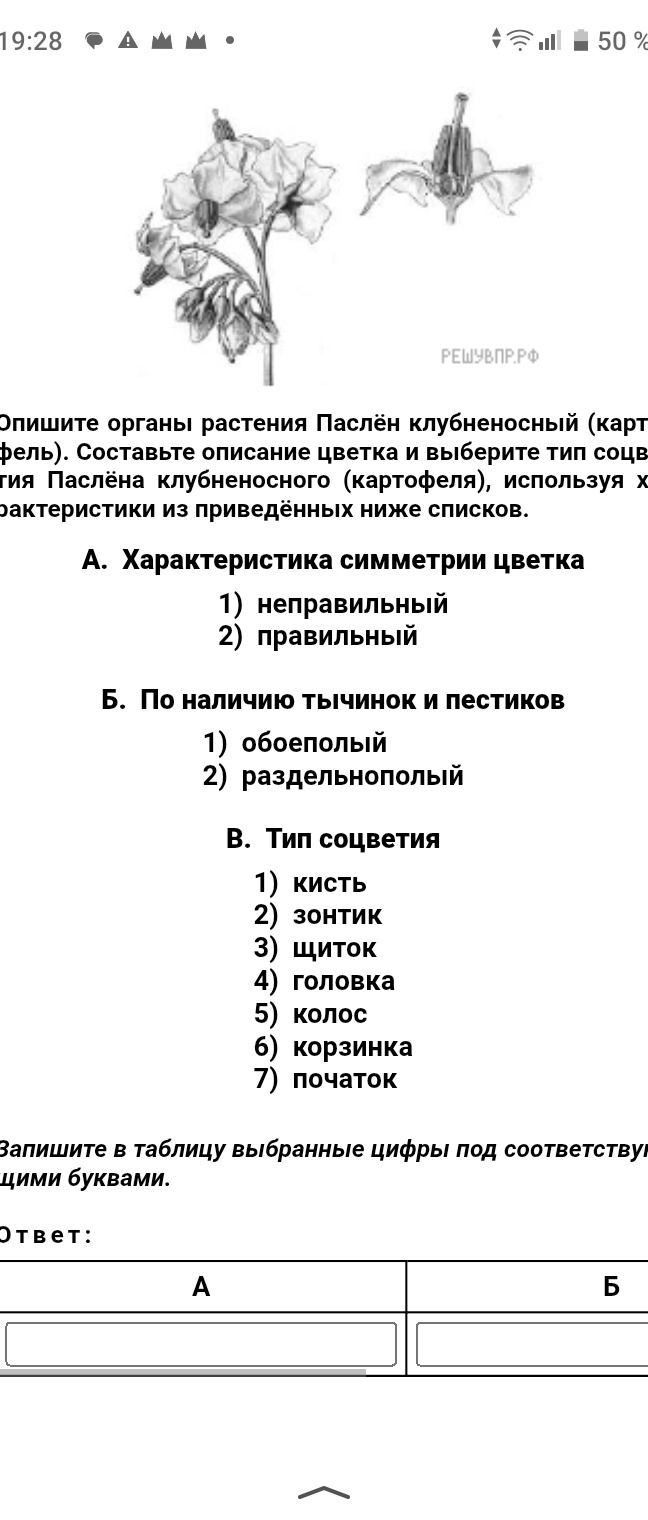 Фото задания: Опишите органы растения Паслён клубненосный (картофель). Составьте описание цветка и выберите тип соцветия Паслёна…