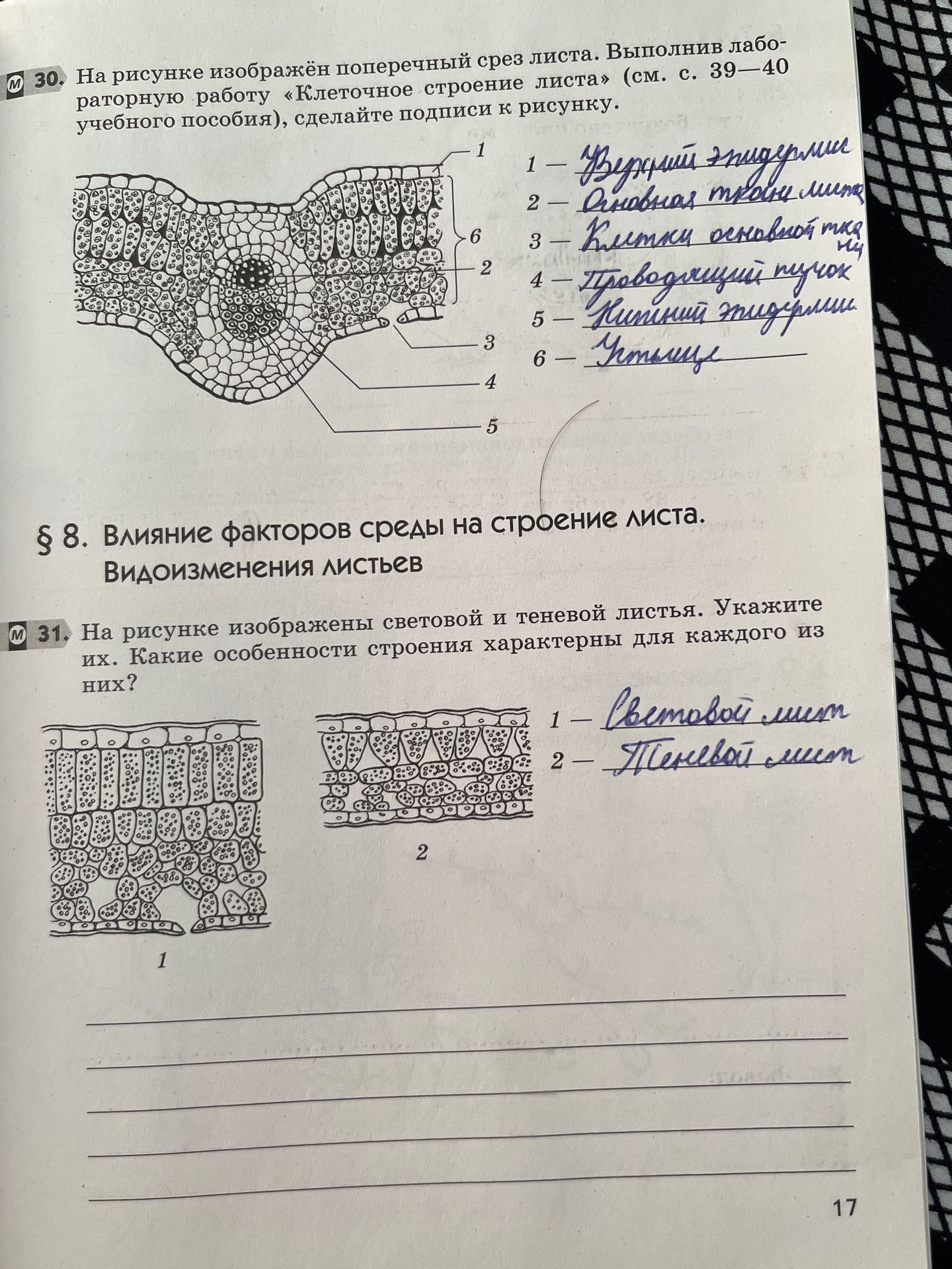 Фото задания: 31. На рисунке изображены световой и теневой листья. Укажите их. Какие особенности строения характерны для каждого из них?