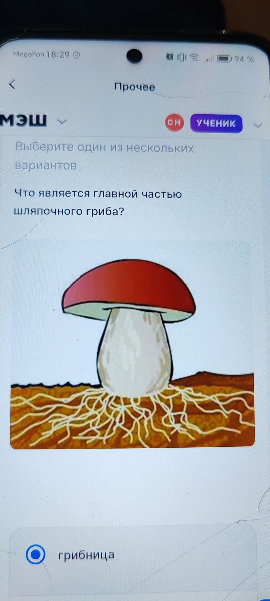 Фото задания: Что является главной частью шляпочного гриба?