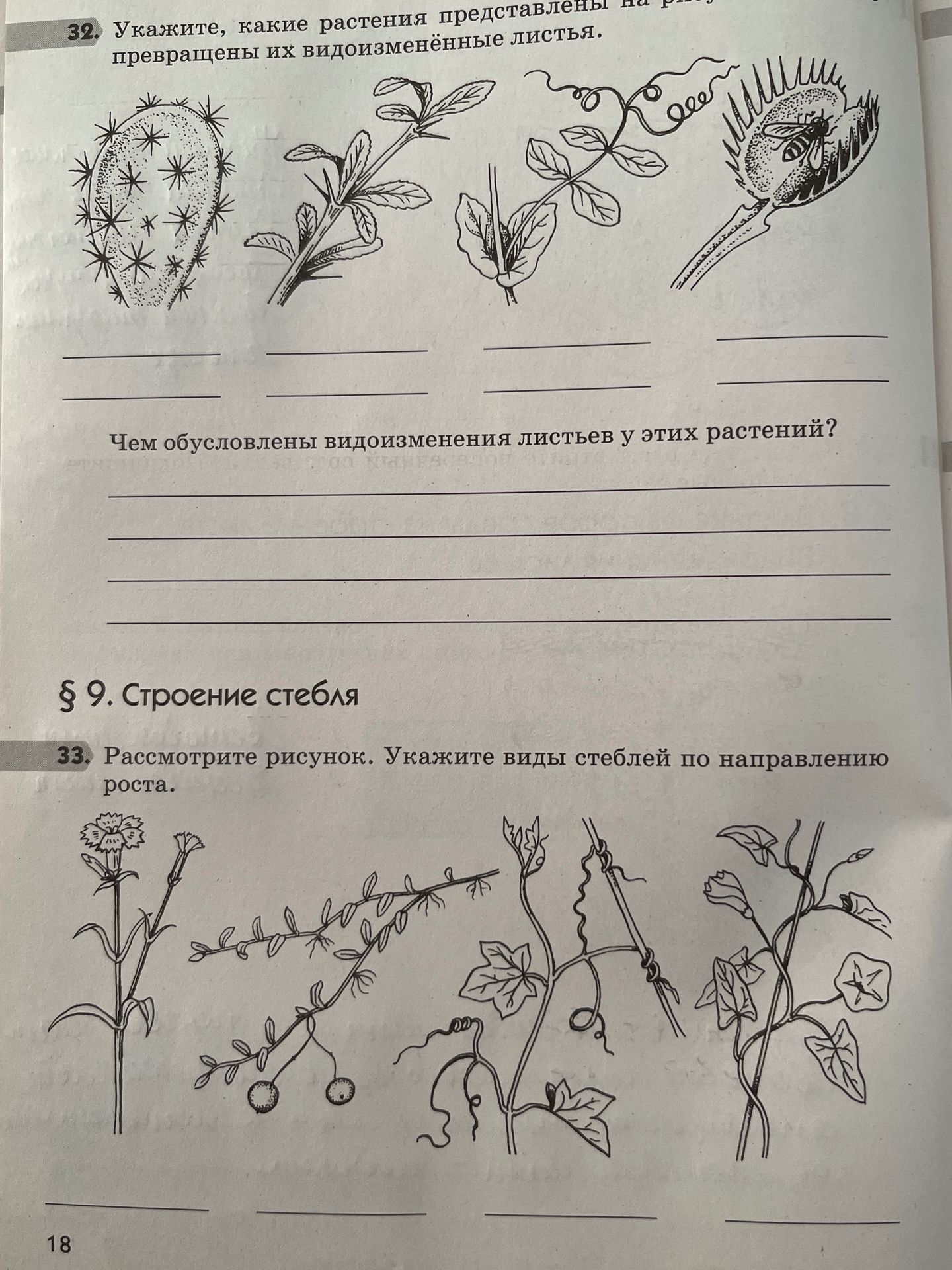 Фото задания: § 9. Строение стебля. 33. Рассмотрите рисунок. Укажите виды стеблей по направлению роста.
