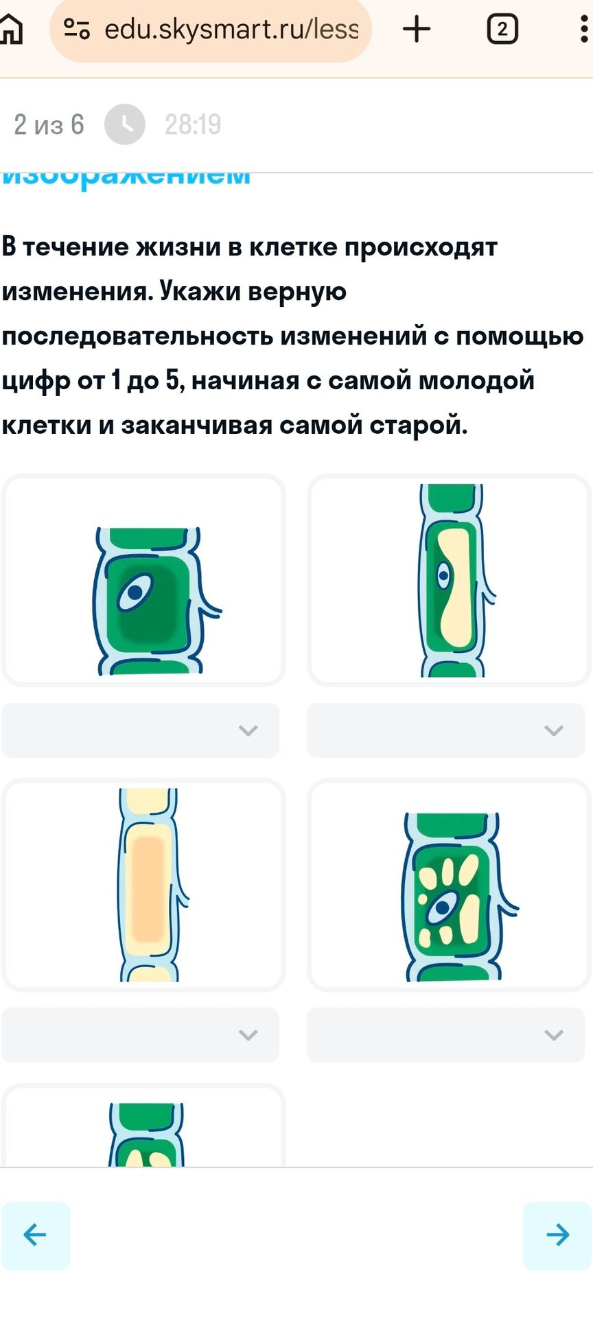 Фото задания: В течение жизни в клетке происходят изменения. Укажи верную последовательность изменений с помощью цифр от 1 до 5, начиная…