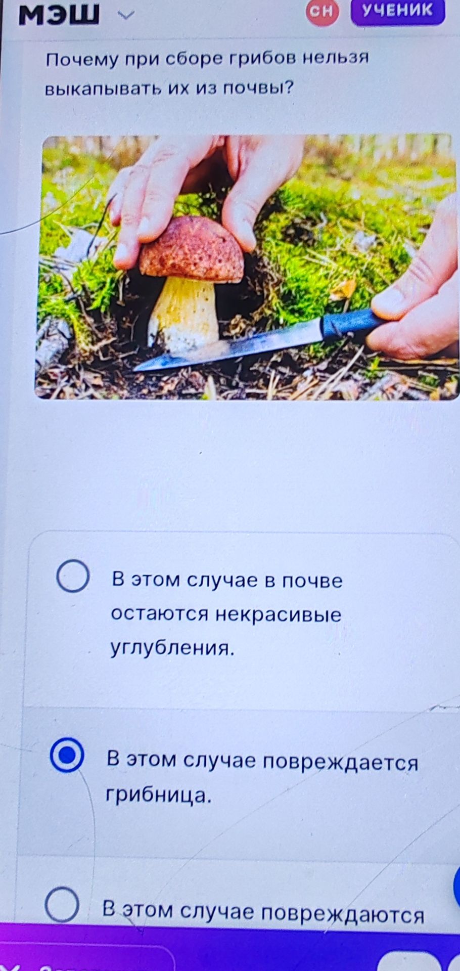 Фото задания: Почему при сборе грибов нельзя выкапывать их из почвы?