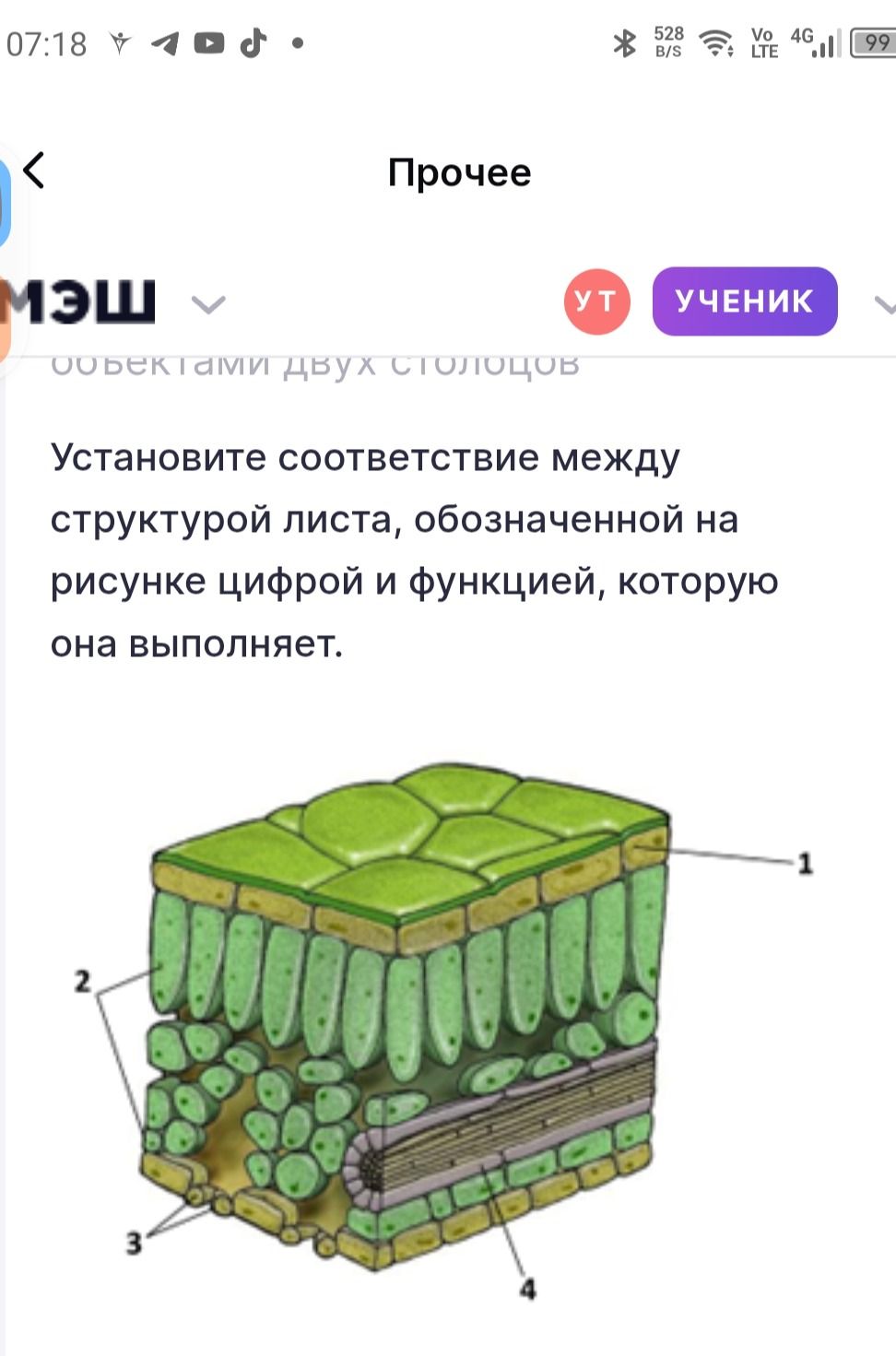Фото задания: Установите соответствие между структурой листа, обозначенной на рисунке цифрой и функцией, которую она выполняет.