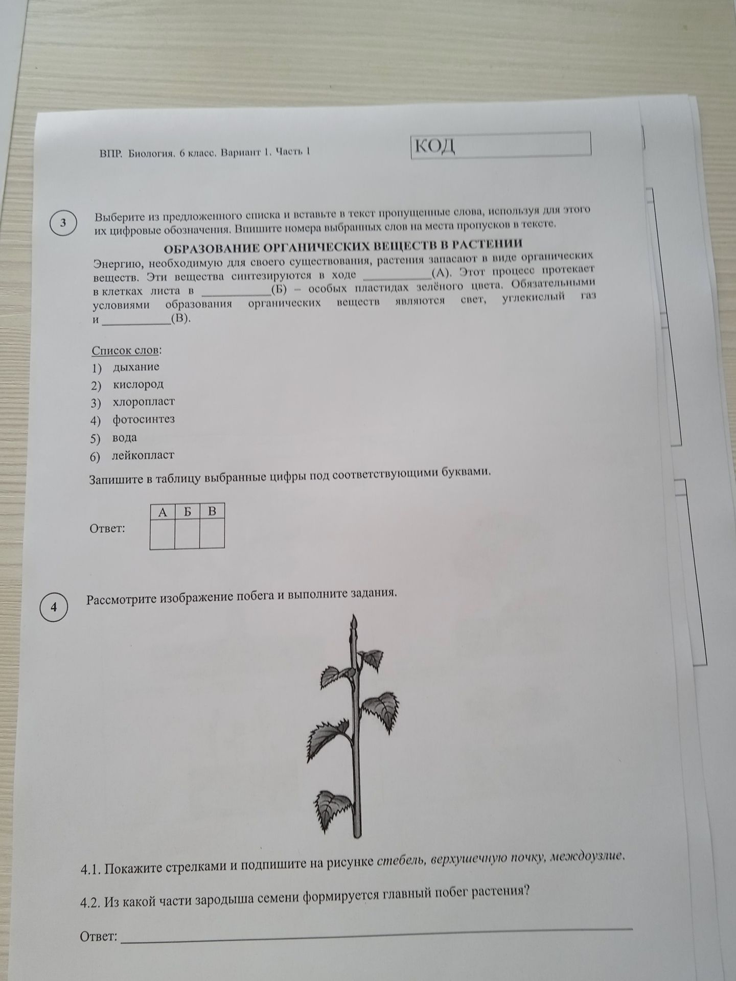 Фото задания: Рассмотрите изображение побега и выполните задания. 4.1. Покажите стрелками и подпишите на рисунке стебель, верхушечную…