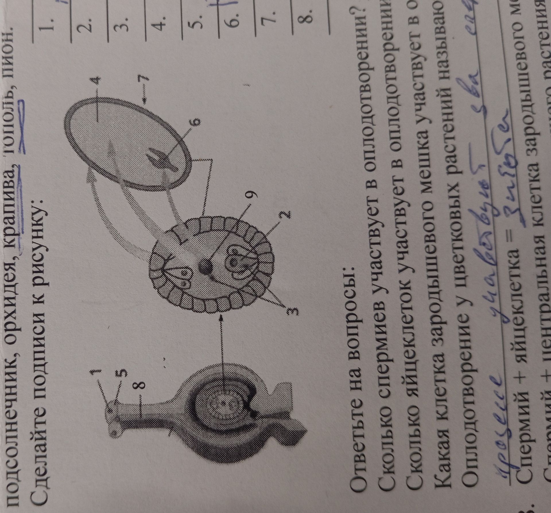 Фото задания: Ответьте на вопросы: