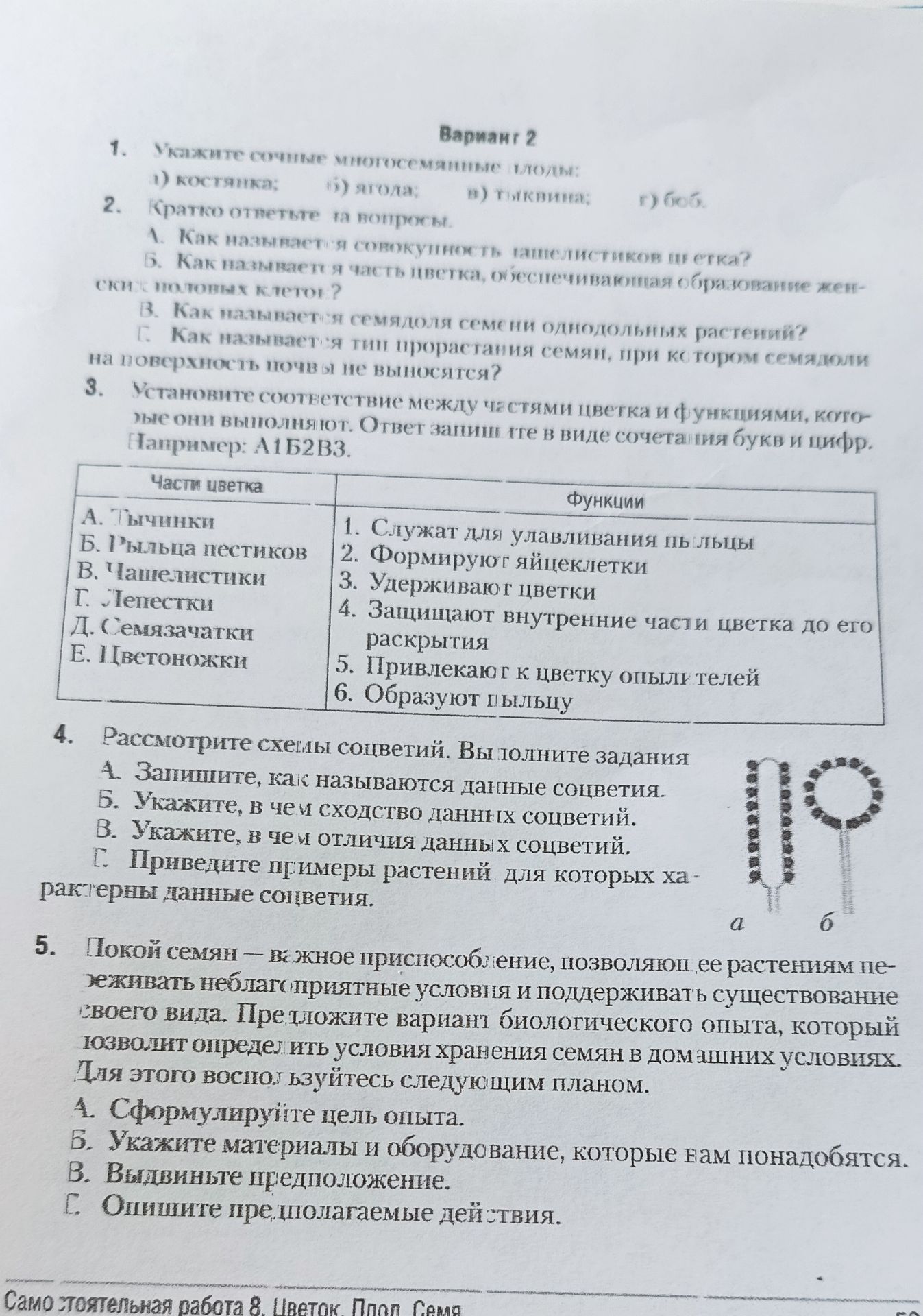 Фото задания: 2. Кратко ответьте на вопросы. А. Как называется совокупность тычинок цветка? Б. Как называется часть цветка,…