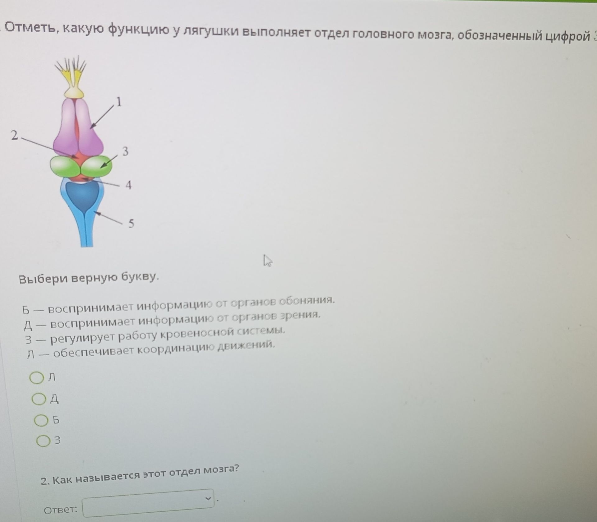 Фото задания: Отметь, какую функцию у лягушки выполняет отдел головного мозга, обозначенный цифрой 3