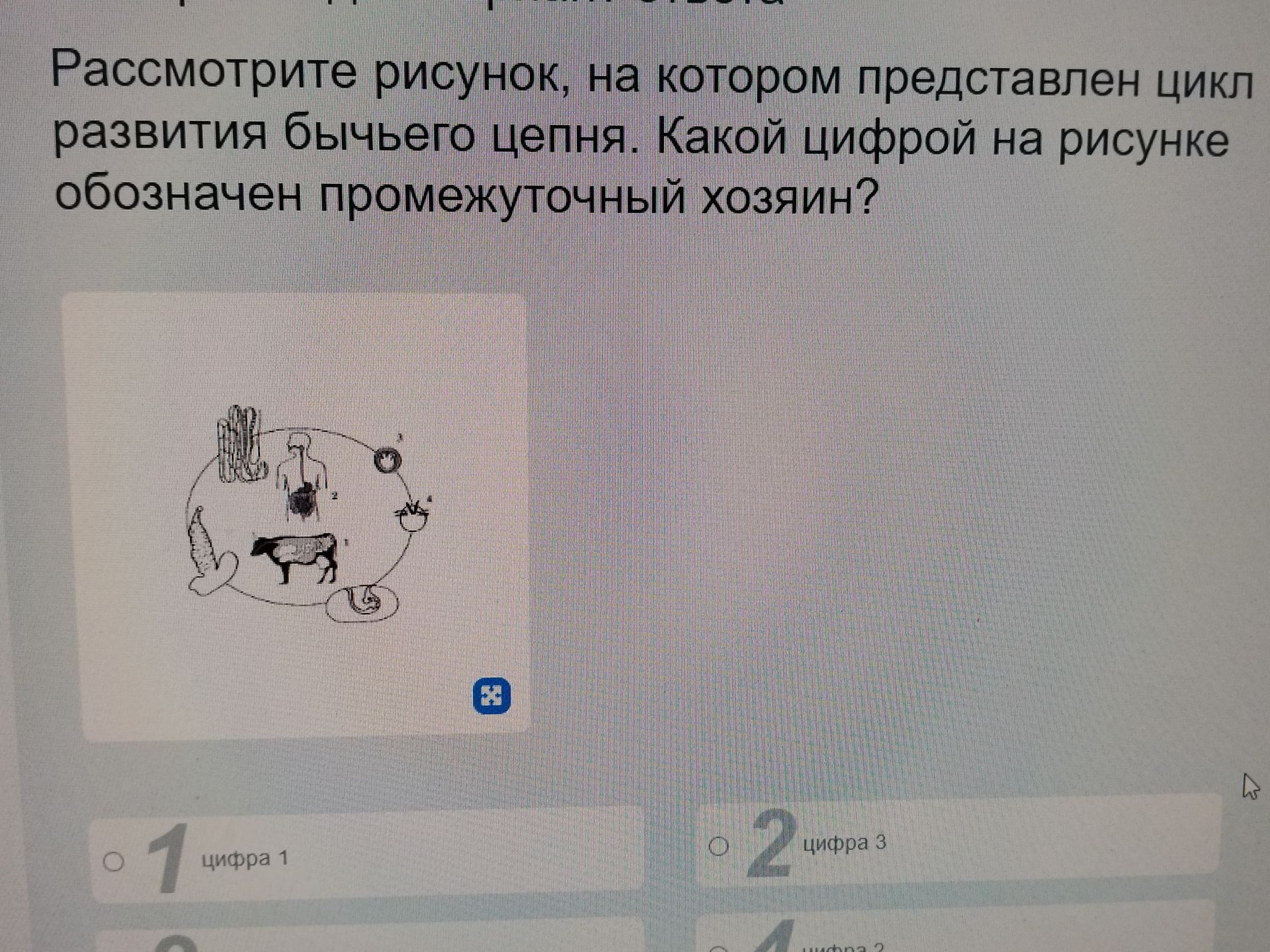 Фото задания: Рассмотрите рисунок, на котором представлен цикл развития бычьего цепня. Какой цифрой на рисунке обозначен промежуточный…