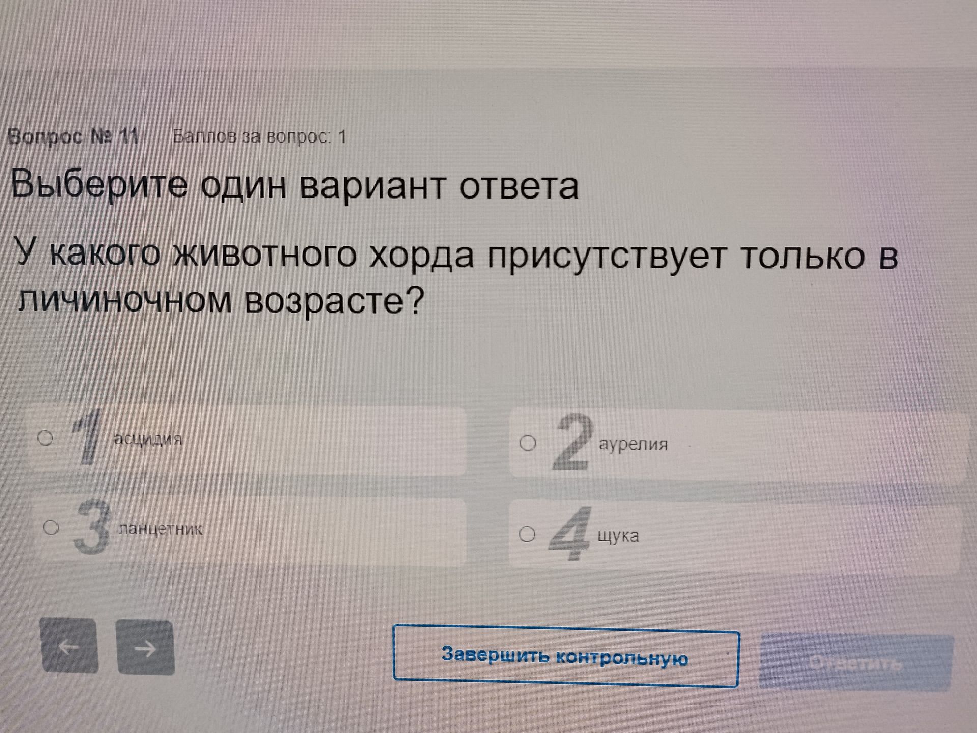 Фото задания: У какого животного хорда присутствует только в личиночном возрасте?