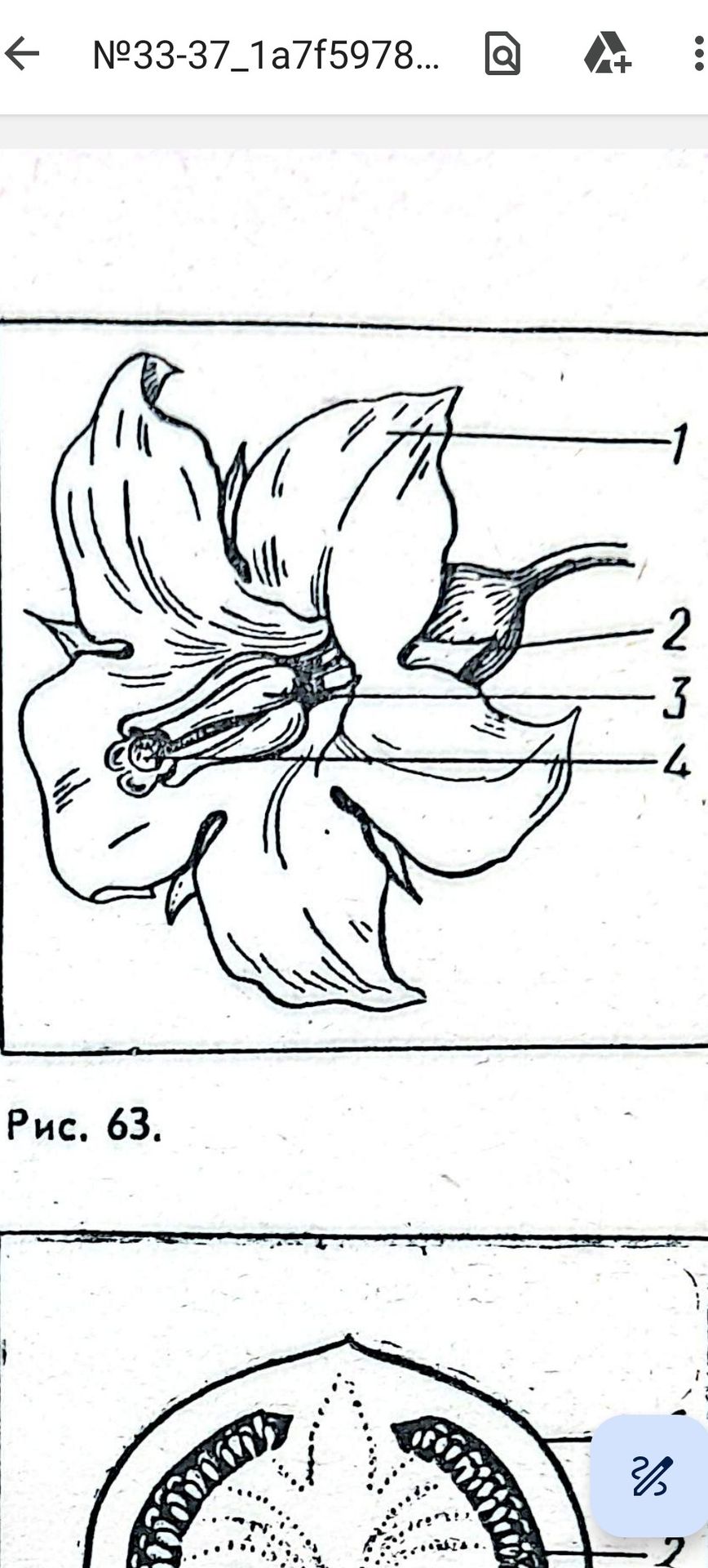 Фото задания: The image contains a diagram of a flower with labels 1, 2, 3, and 4. There is also text "Рис. 63.". The task is to identify…