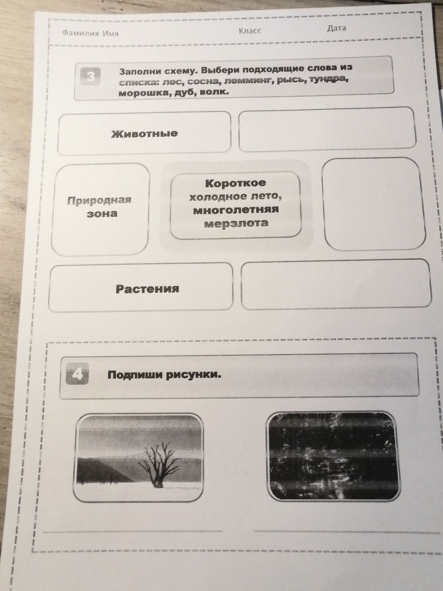 Фото задания: Заполни схему. Выбери подходящие слова из списка: лес, сосна, лемминг, рысь, тундра, морошка, дуб, волк.