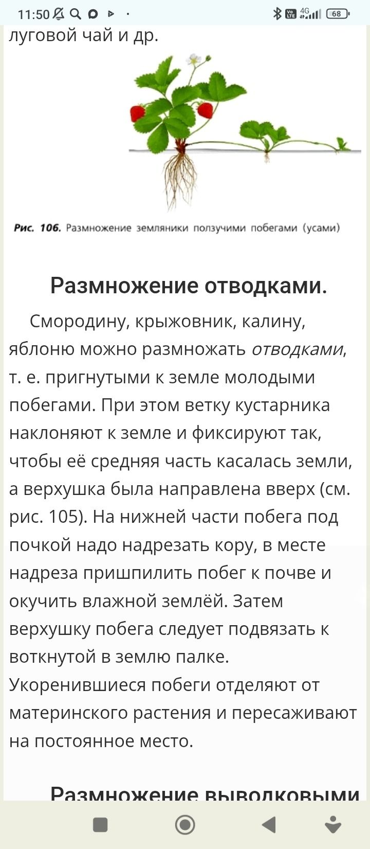 Фото задания: Описание размножения земляники ползучими побегами (усами) и размножение отводками.
