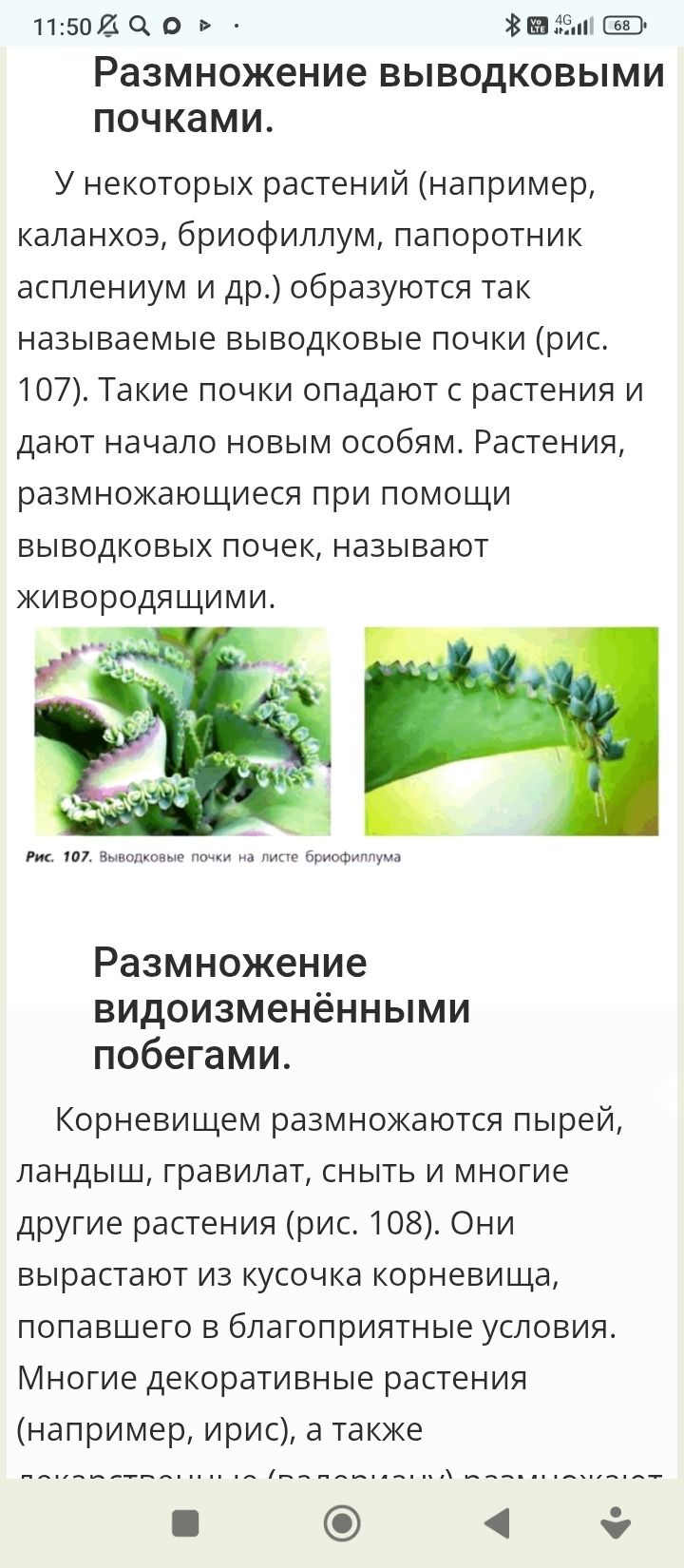 Фото задания: Размножение видоизменёнными побегами.