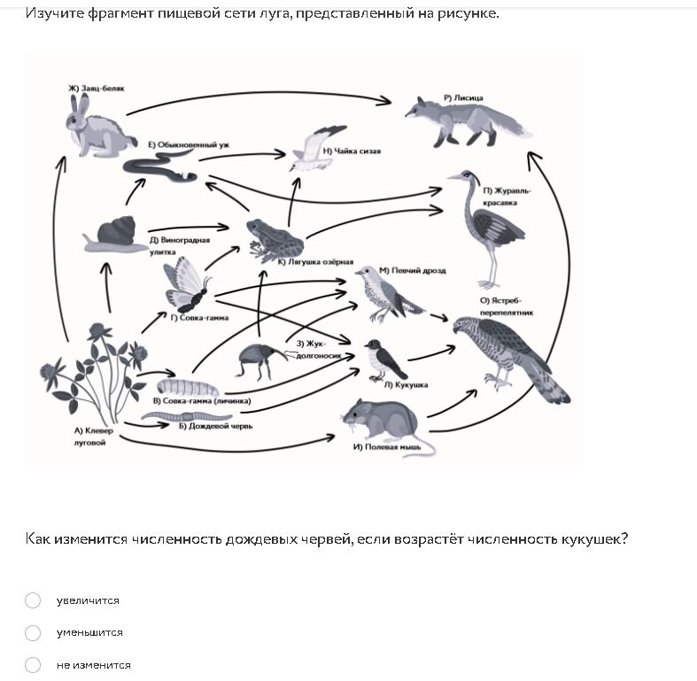 Фото задания: Как изменится численность дождевых червей, если возрастёт численность кукушек?