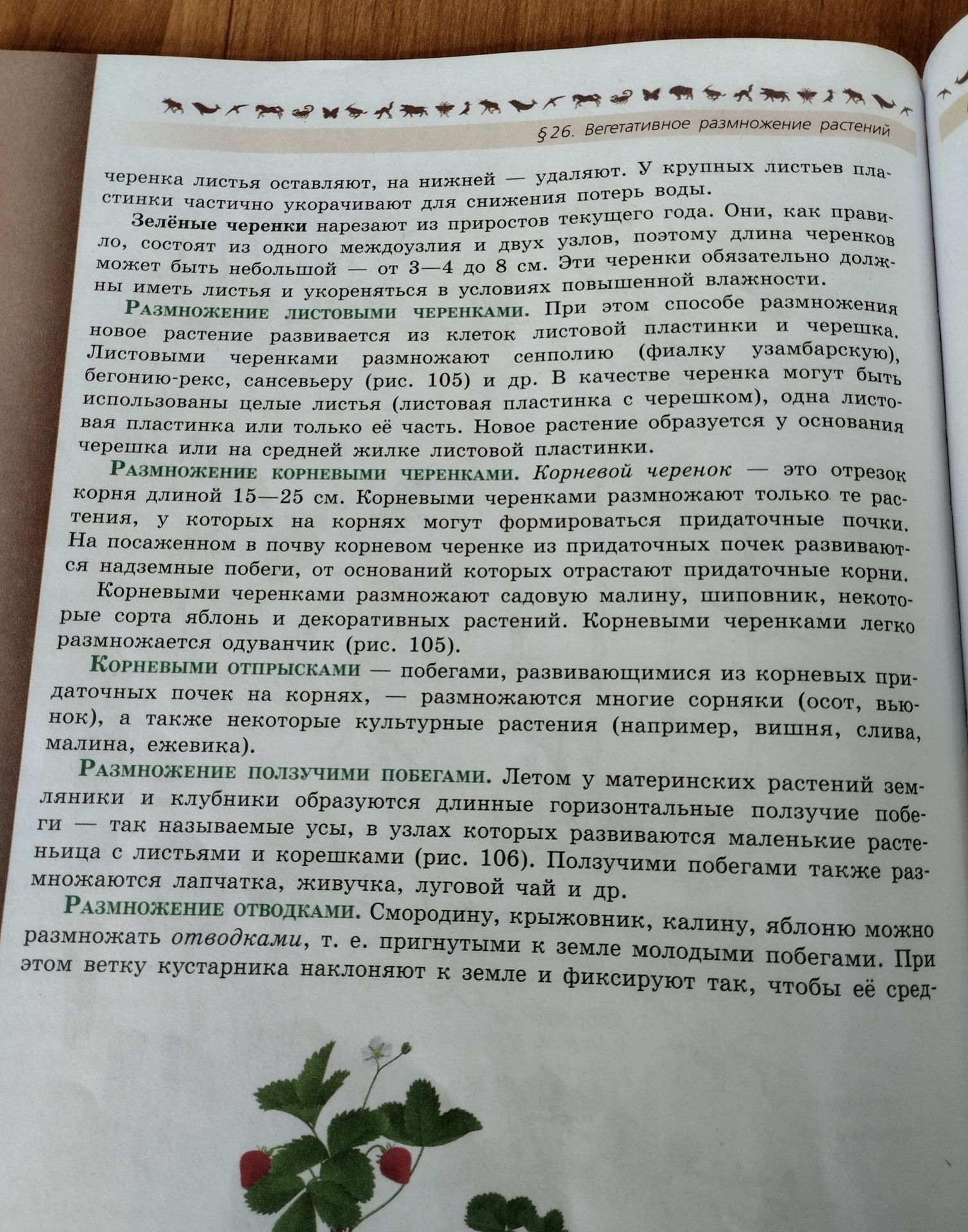 Фото задания: §26. Вегетативное размножение растений