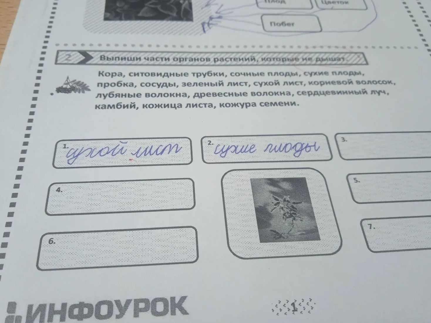 Фото задания: Выпиши части органов растений, которые не дышат.