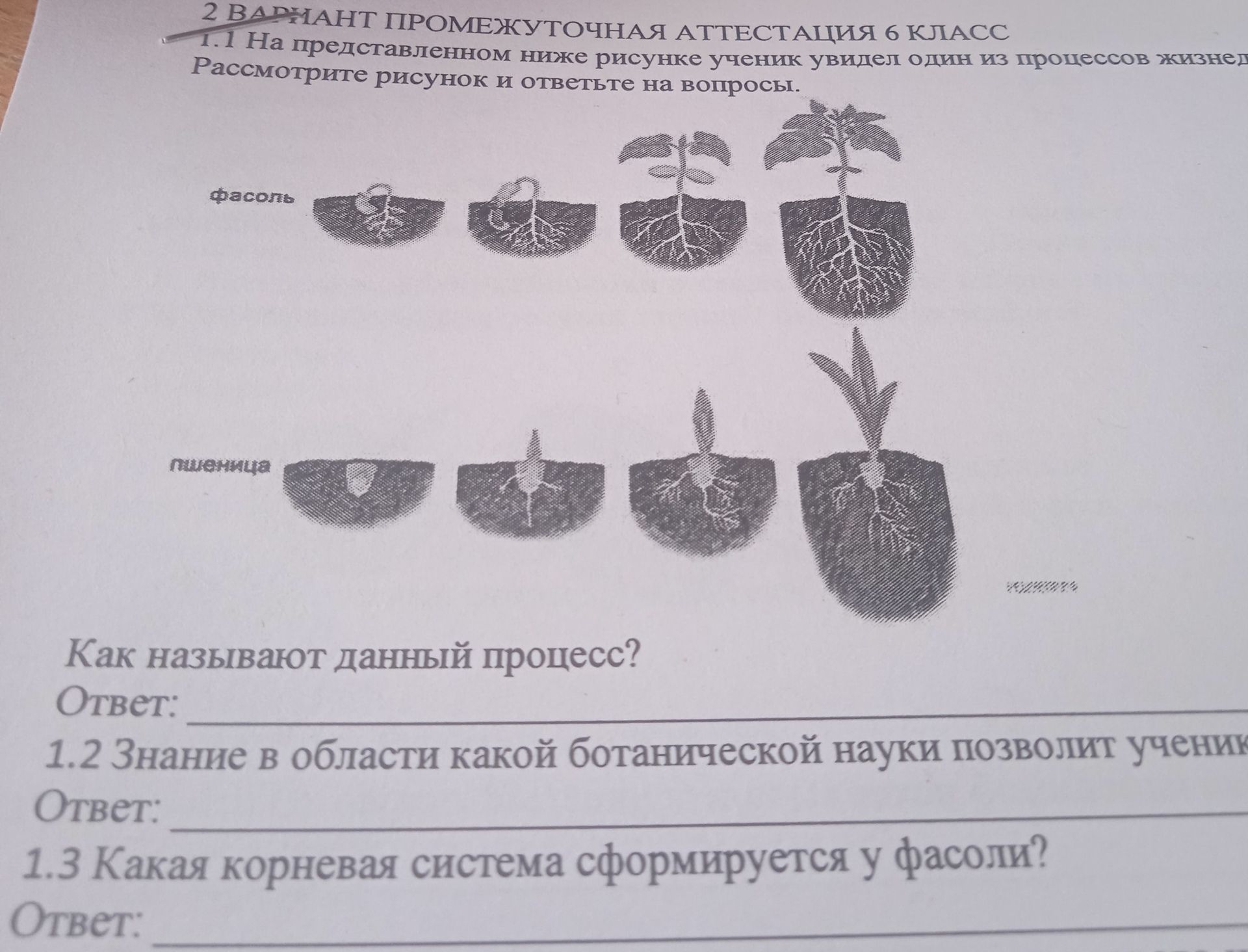 Фото задания: Какая корневая система сформируется у фасоли?