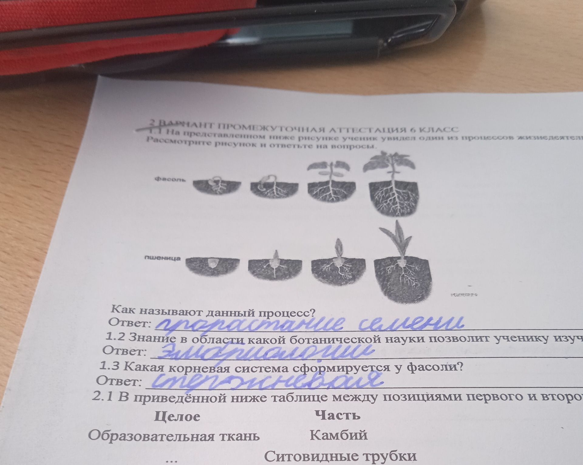 Фото задания: Какая корневая система сформируется у фасоли? Ответ: