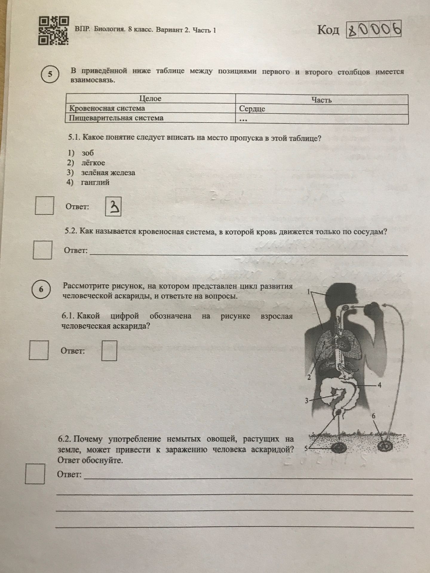 Фото задания: ВПР. Биология. 8 класс. Вариант 2. Часть 1 Код 80006 5 В приведённой ниже таблице между позициями первого и второго…