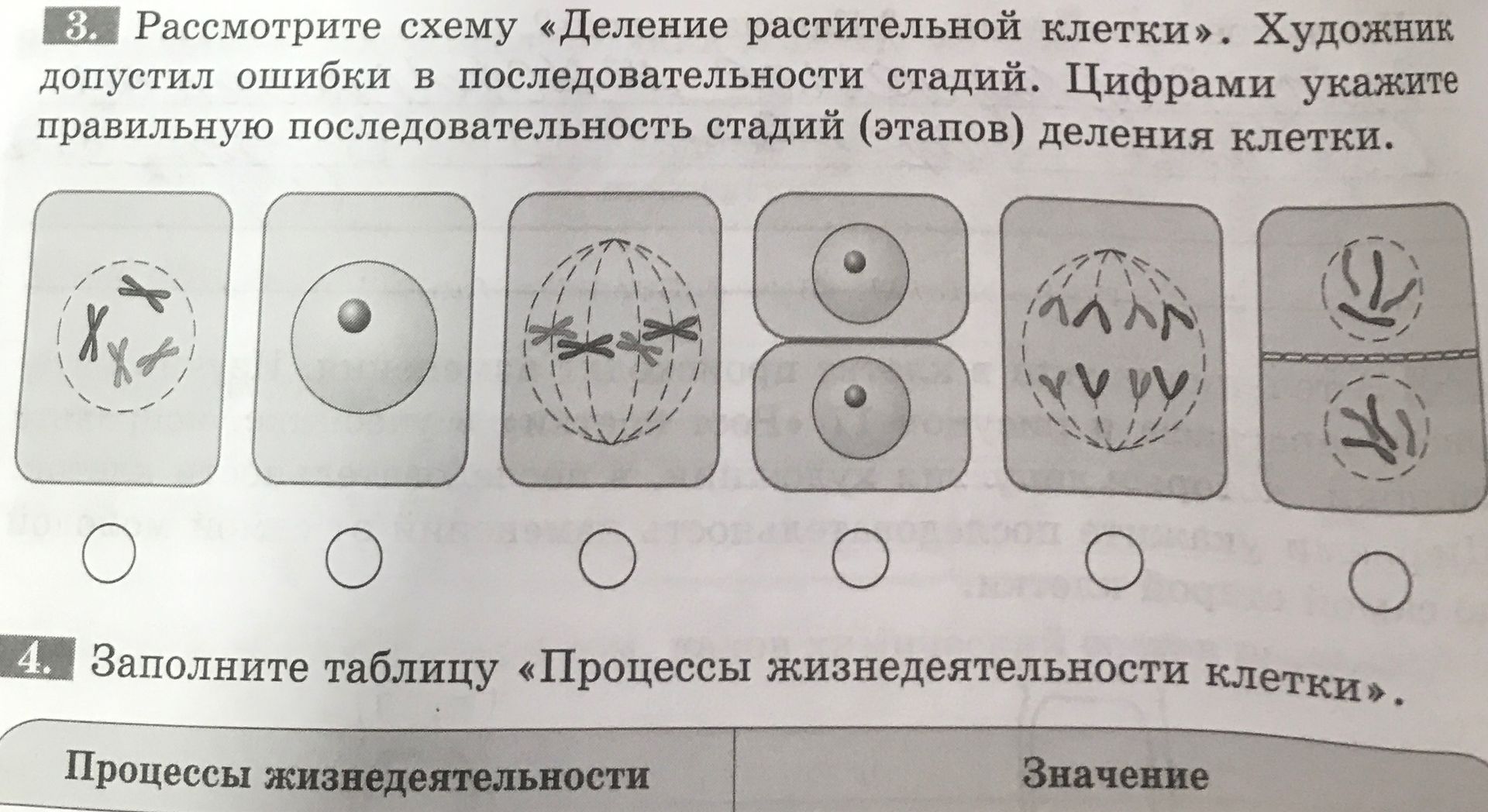Фото задания: 3. Рассмотрите схему «Деление растительной клетки». Художник допустил ошибки в последовательности стадий. Цифрами укажите…