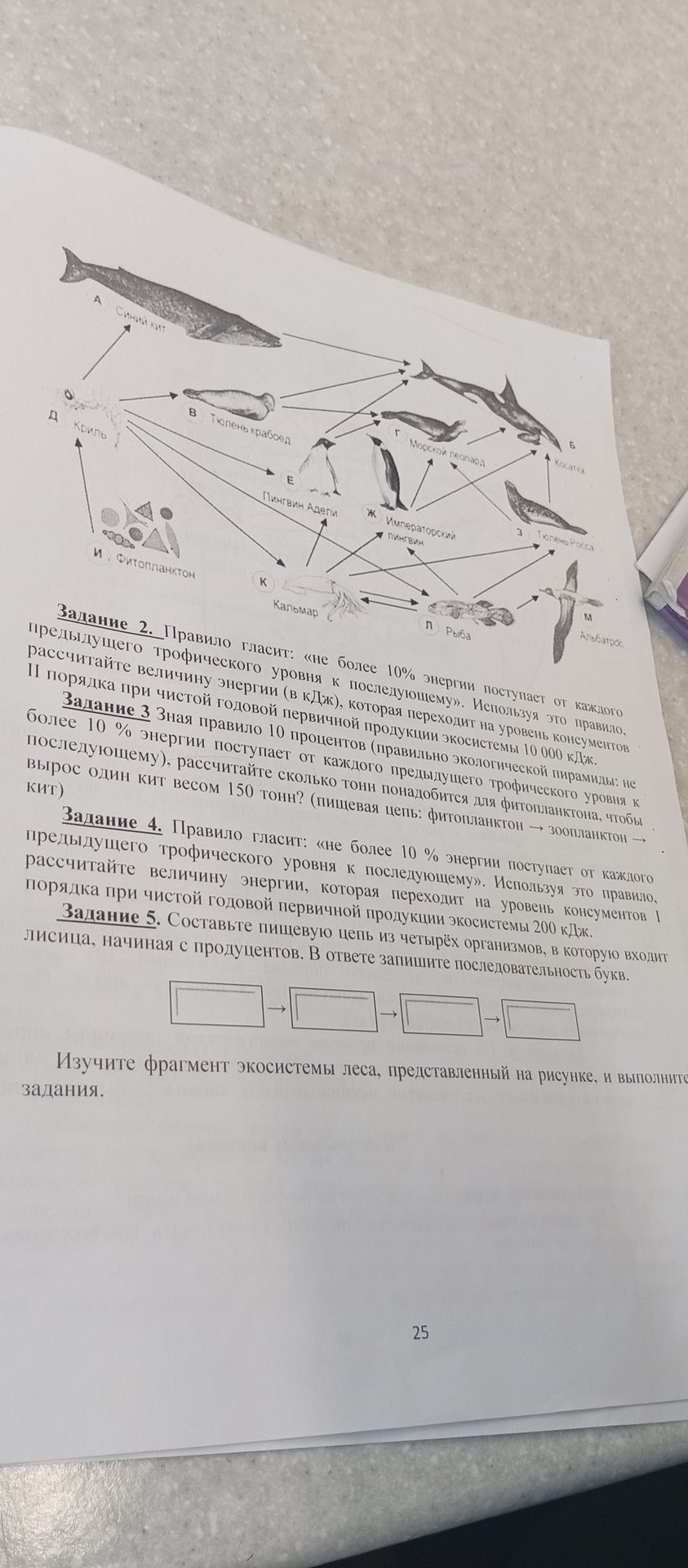 Фото задания: Изучите фрагмент экосистемы леса, представленный на рисунке, и выполните задания.