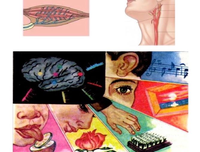 Фото задания: Describe the sensory inputs depicted in the bottom portion of the image.
