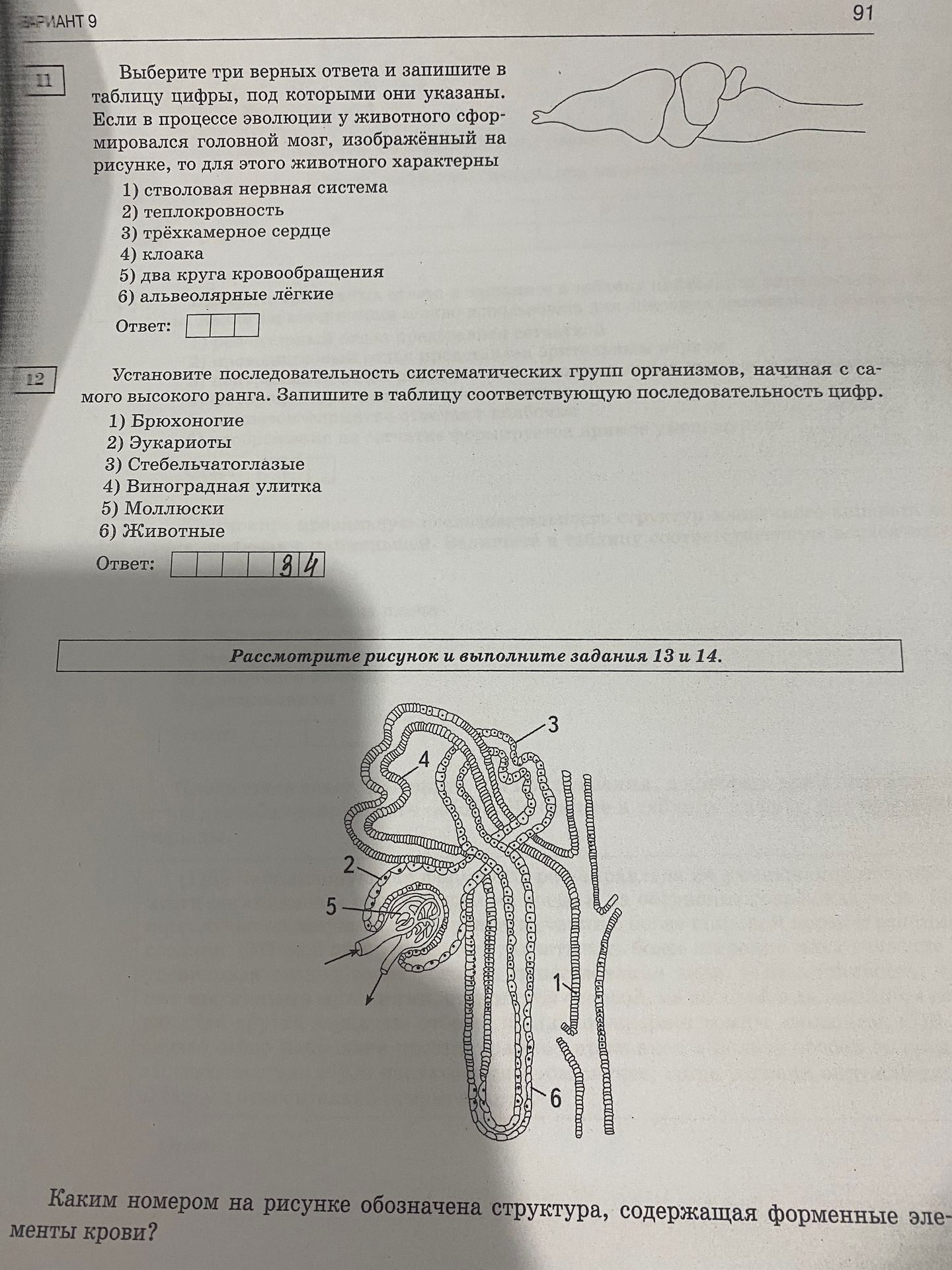 Фото задания: Каким номером на рисунке обозначена структура, содержащая форменные элементы крови?