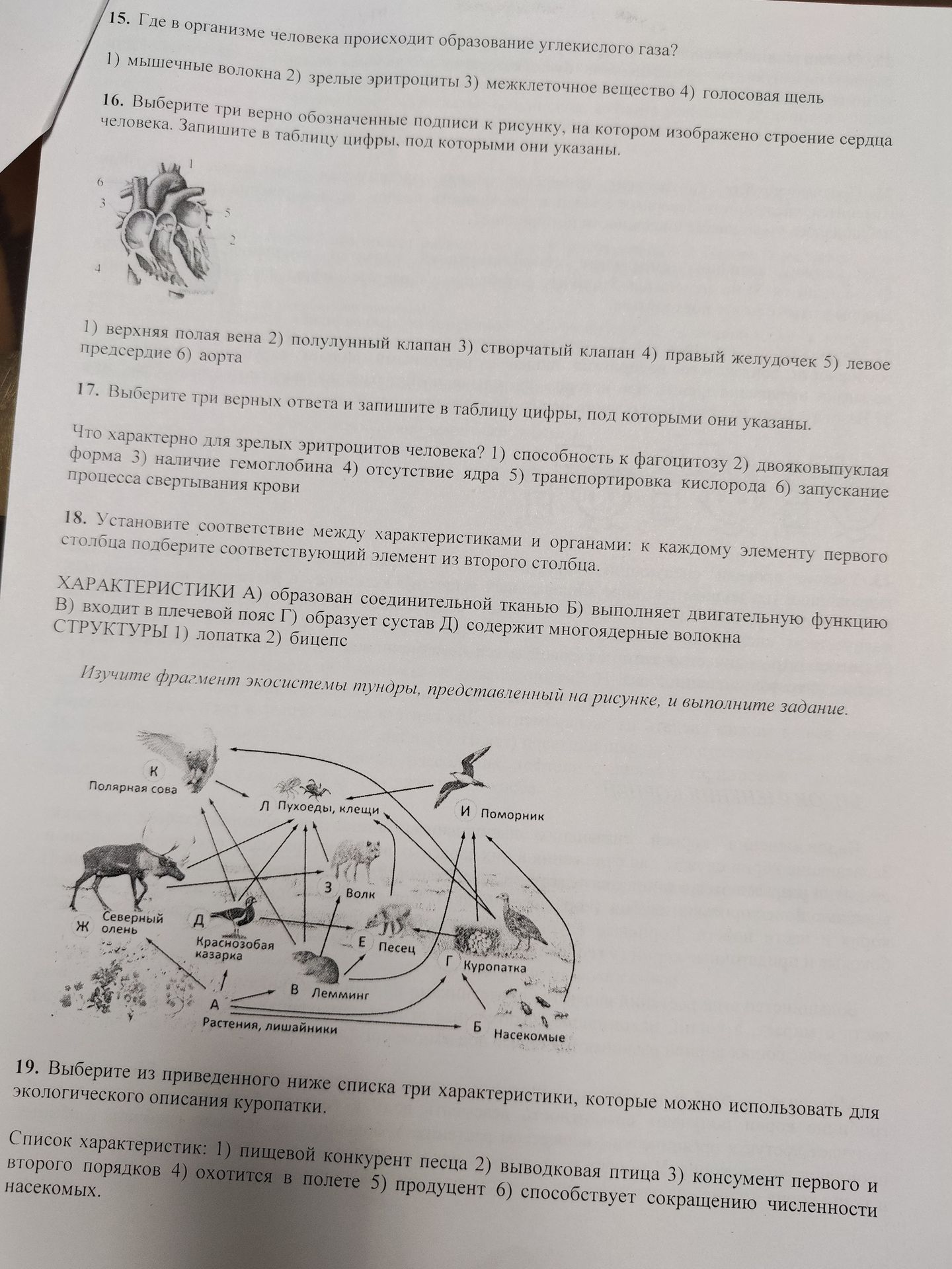 Фото задания: Изучите фрагмент экосистемы тундры, представленный на рисунке, и выполните задание. 19. Выберите из приведенного ниже…