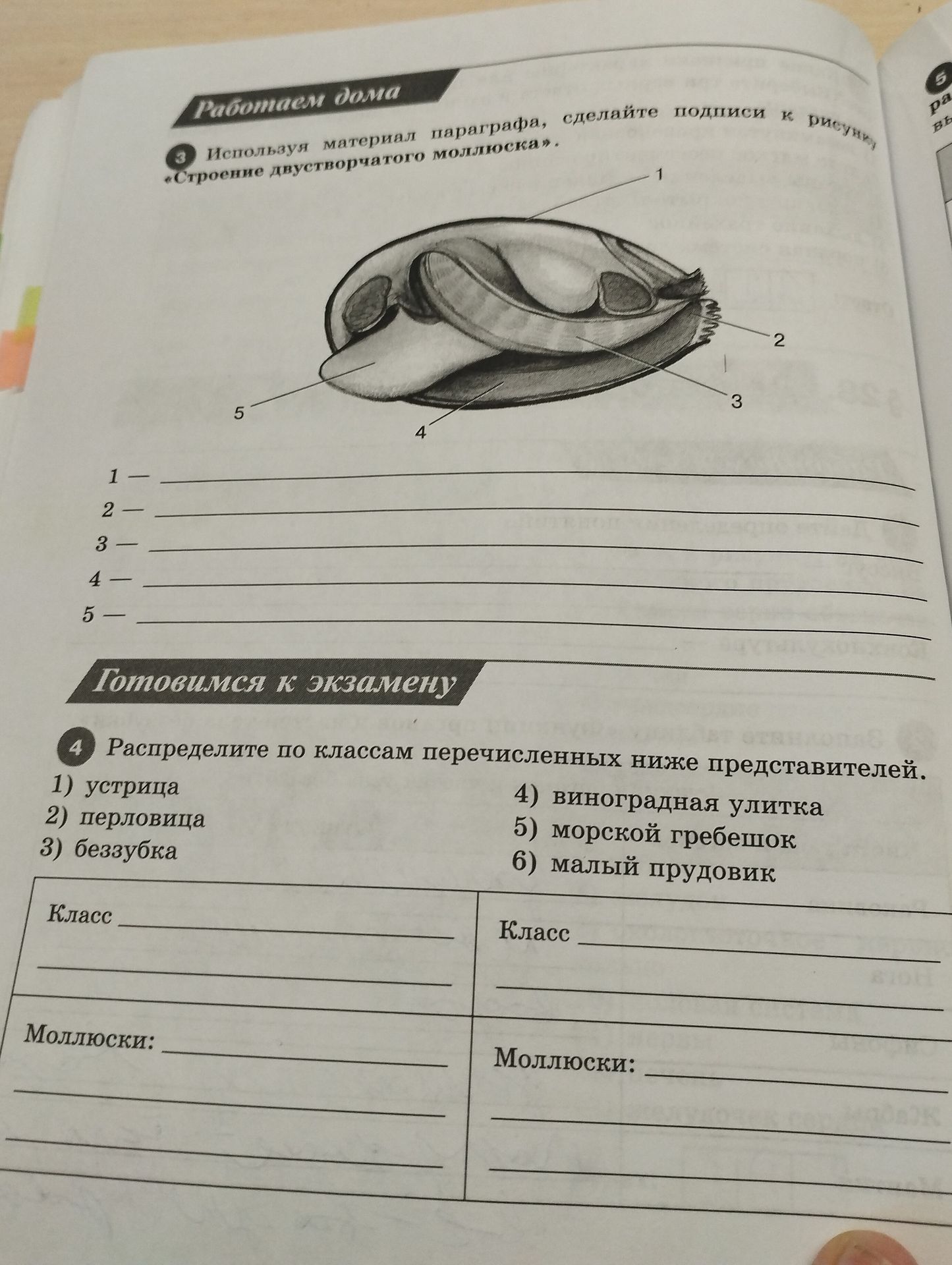 Фото задания: Используя материал параграфа, сделайте подписи к рисунку «Строение двустворчатого моллюска».