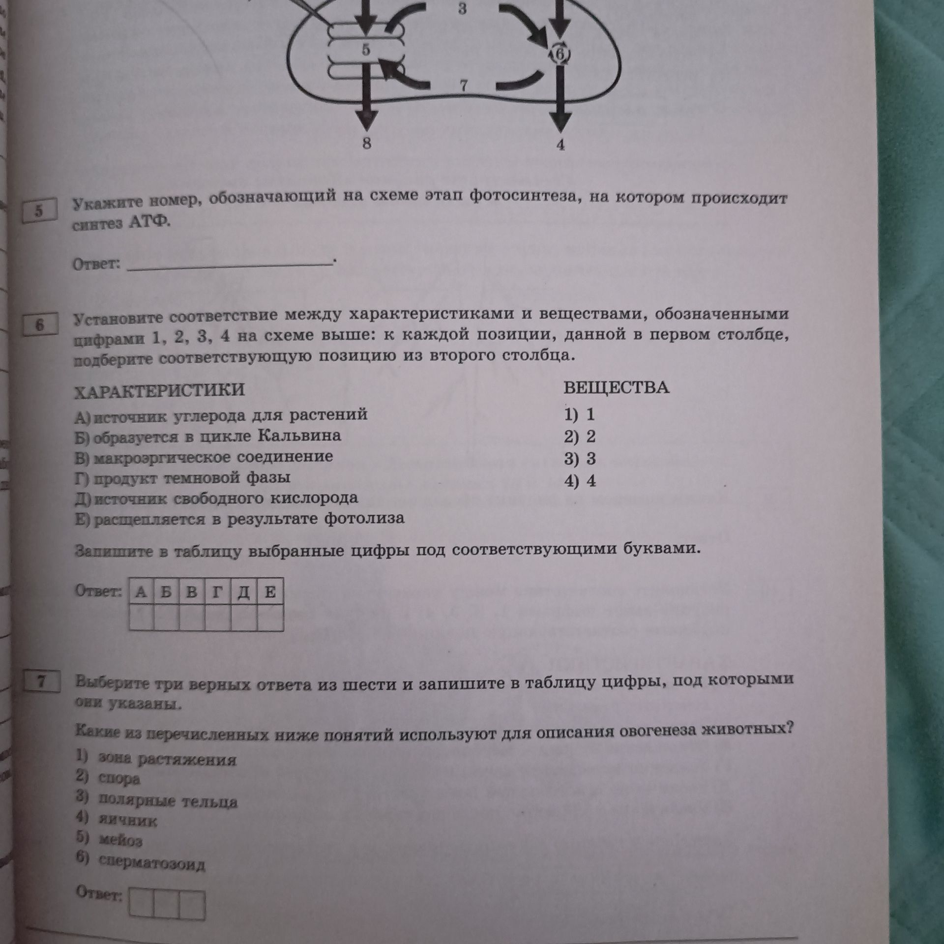 Фото задания: 7. Какие из перечисленных ниже понятий используют для описания овогенеза животных?