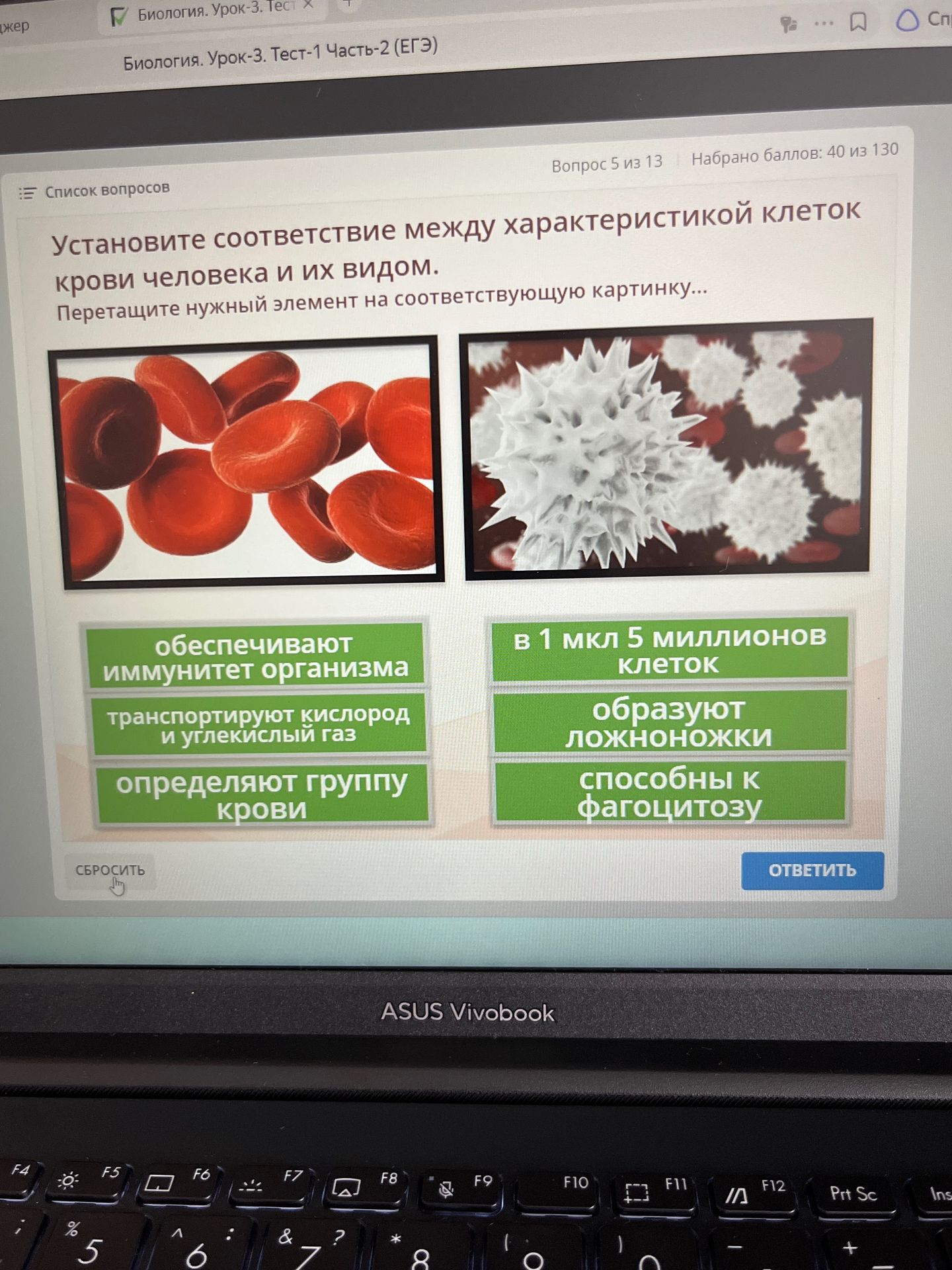 Фото задания: Установите соответствие между характеристикой клеток крови человека и их видом: обеспечивают иммунитет организма;…