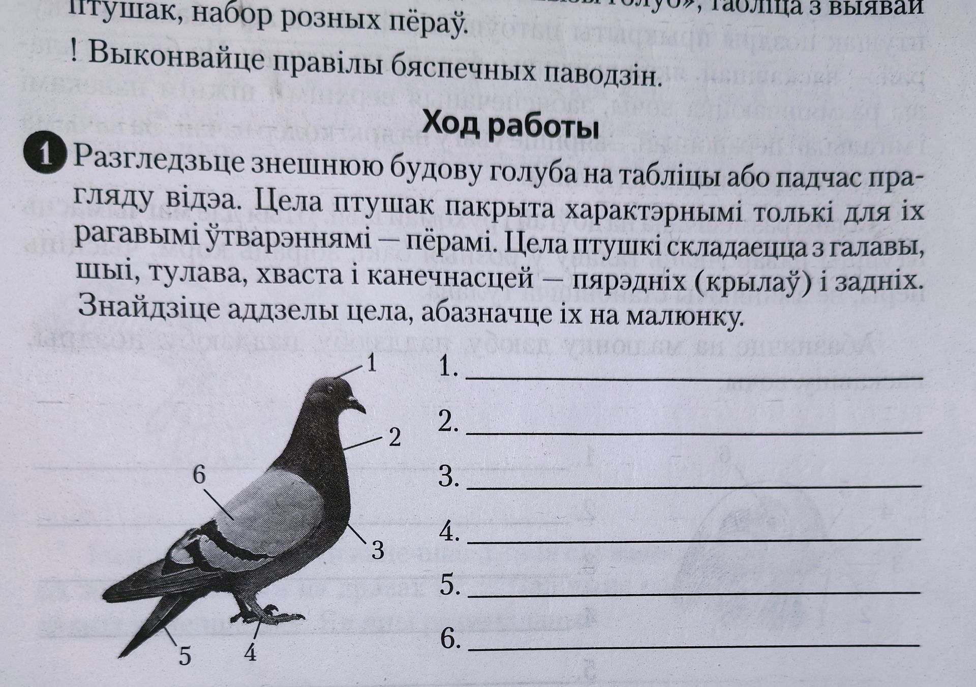 Фото задания: Разгледзьце знешнюю будову голуба на табліцы або падчас прагляду відэа. Цела птушак пакрыта характэрнымі толькі для іх…