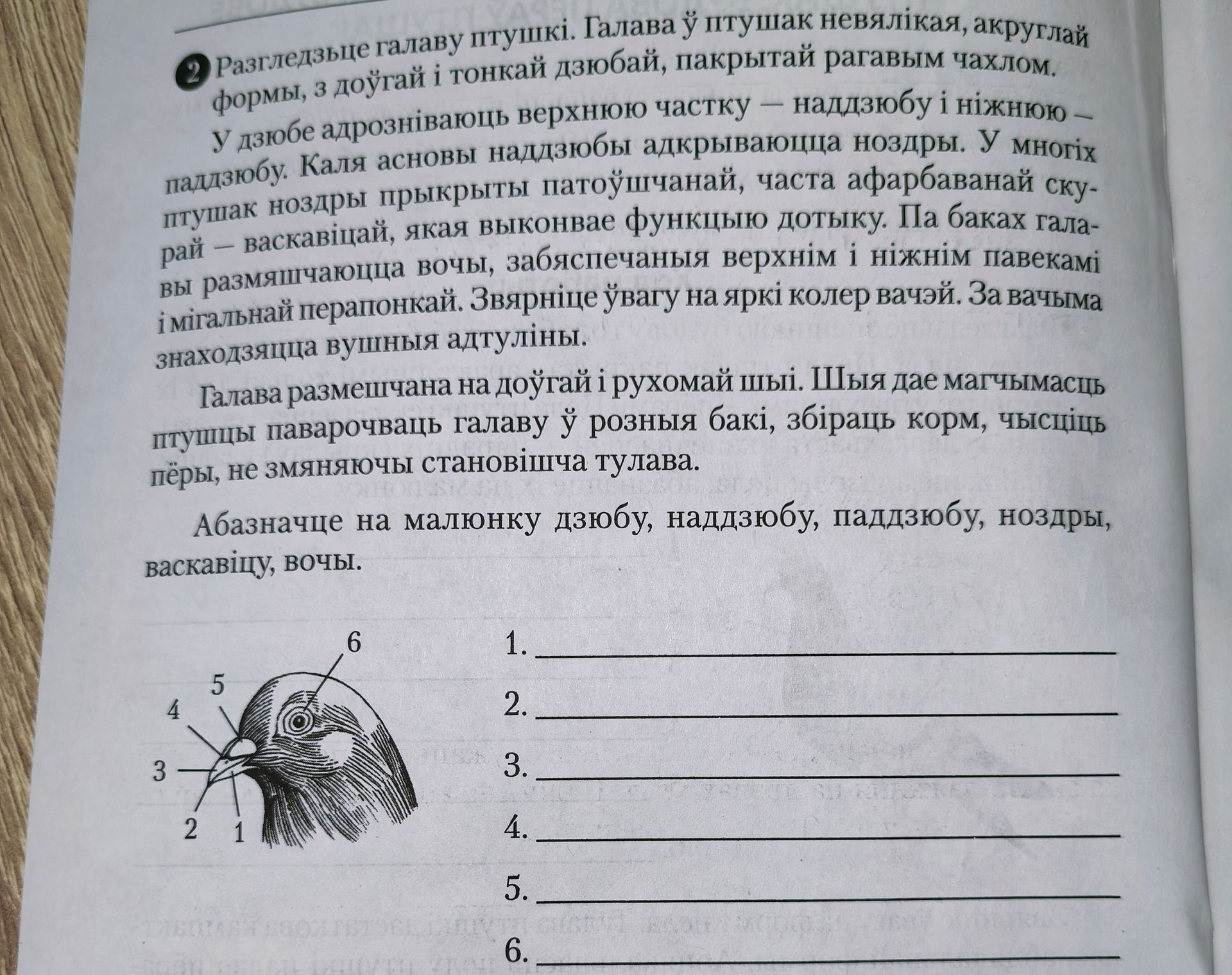 Фото задания: Разгледзьце галаву птушкі. Галава ў птушак невялікая, акруглай формы, з доўгай і тонкай дзюбай, пакрытай рагавым чахлом. У…