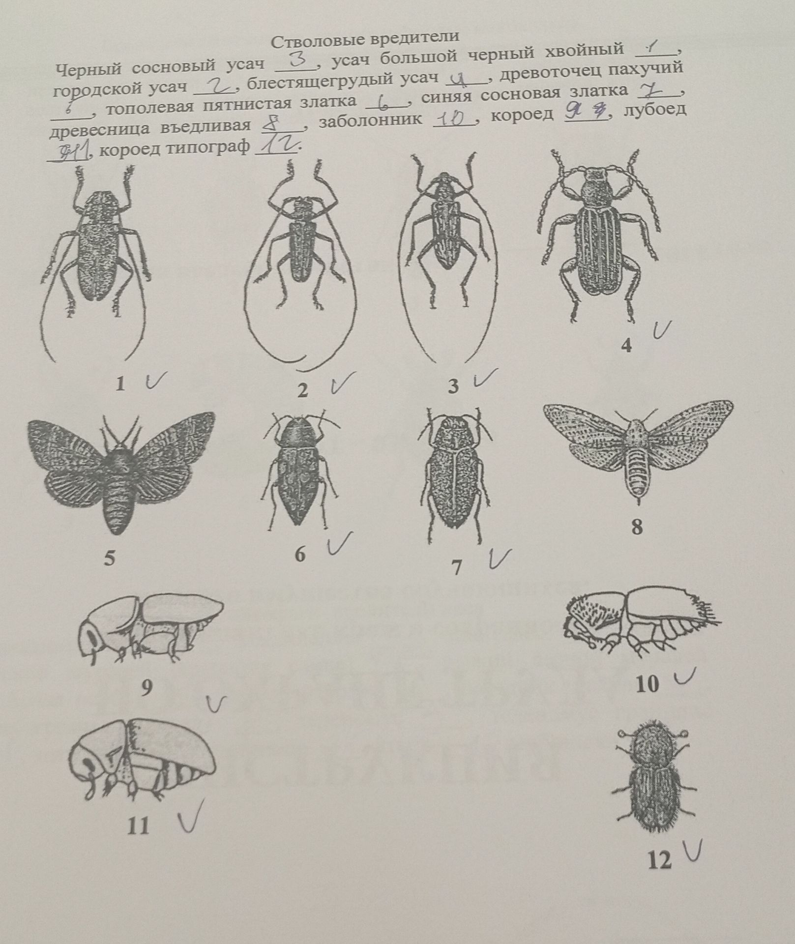 Фото задания: Стволовые вредители. Подпишите изображения 1–12 названиями вредителей: чёрный сосновый усач, городской усач, усач большой…