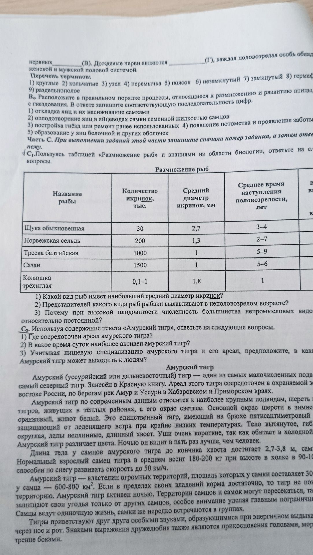 Фото задания: С2. Используя содержание текста «Амурский тигр», ответьте на вопросы: 1) Где сосредоточен ареал амурского тигра? 2) В какое…