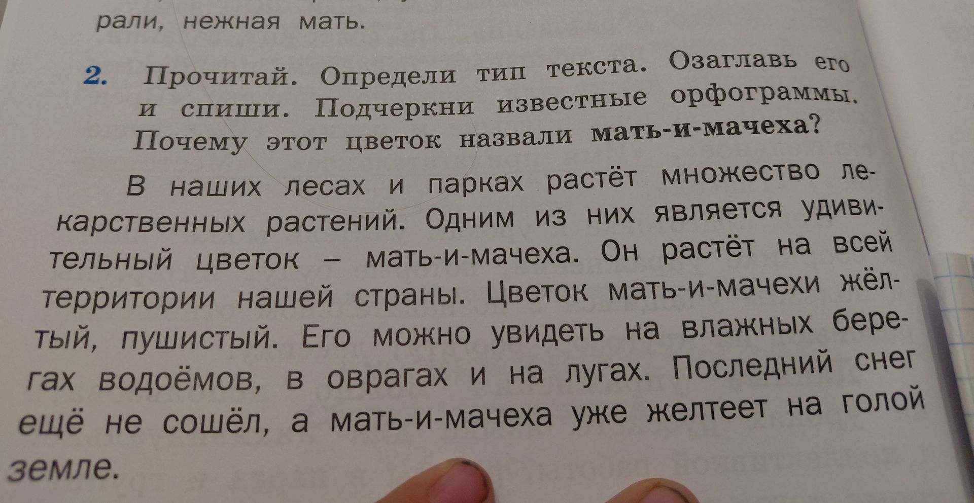Фото задания: 2. Прочитай. Определи тип текста. Озаглавь его и спиши. Подчеркни известные орфограммы. Почему этот цветок назвали…