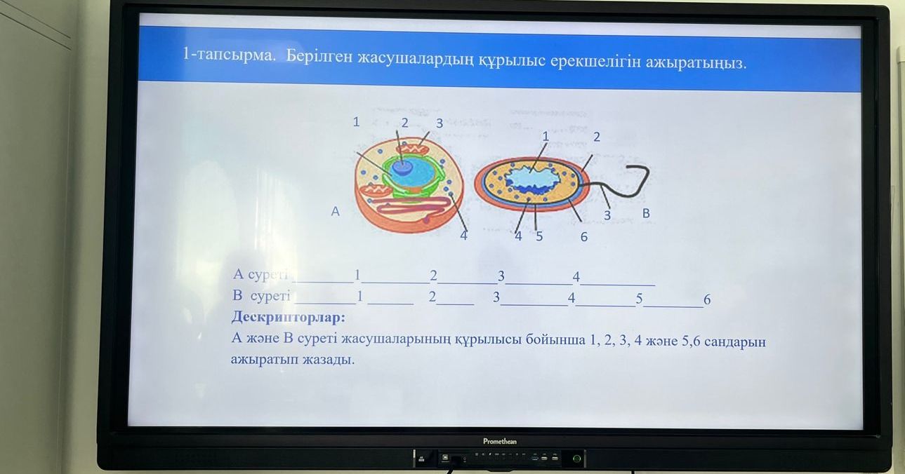 Фото задания: 1-тапсырма. Берілген жасушалардың құрылыс ерекшелігін ажыратыңыз. A суреті: 1, 2, 3, 4. B суреті: 1, 2, 3, 4, 5, 6.